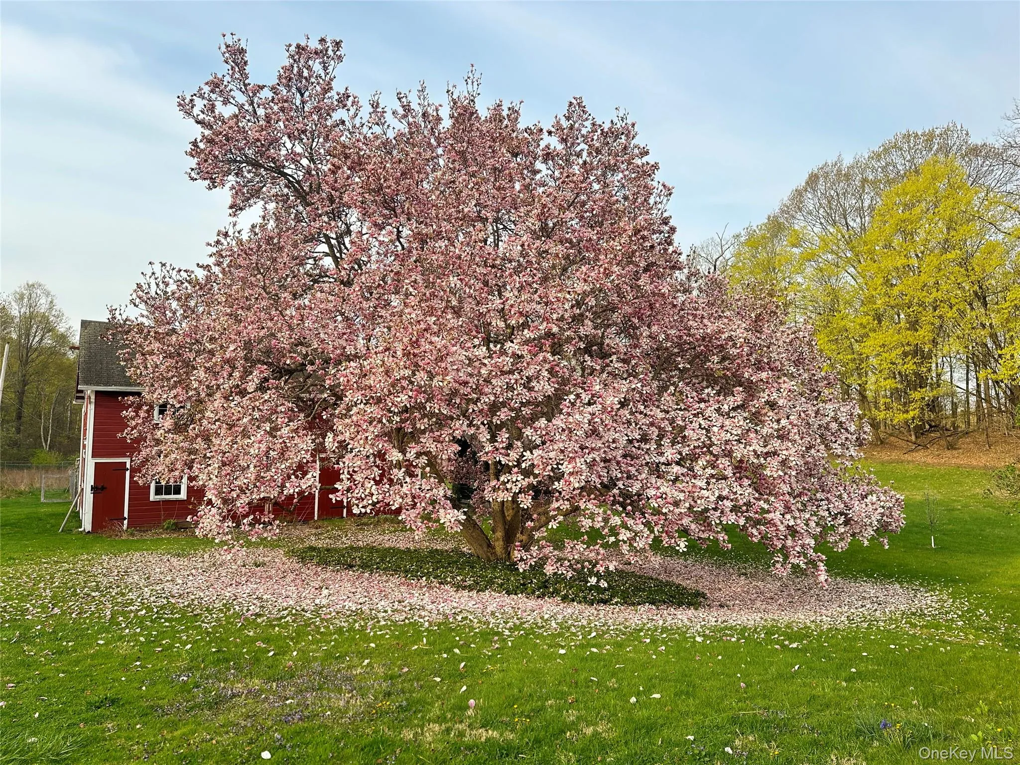 Magnolia in bloom Magnolia in bloom