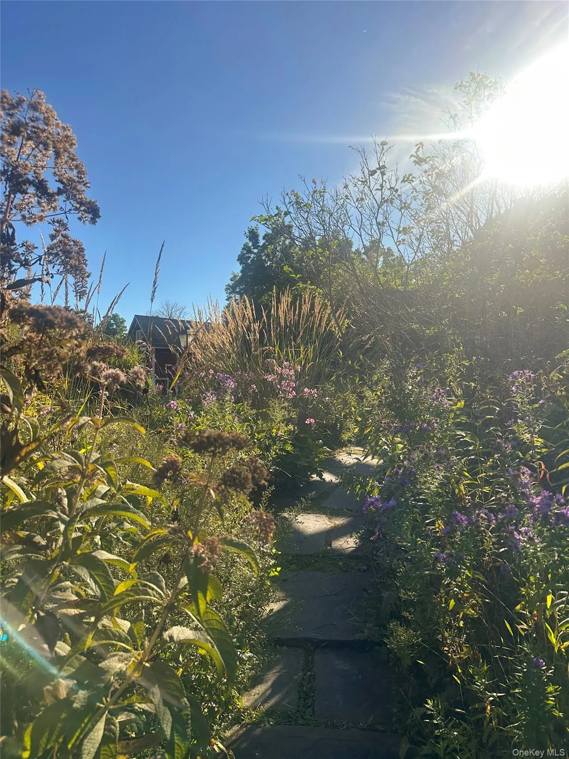 Native planted path Native planted path