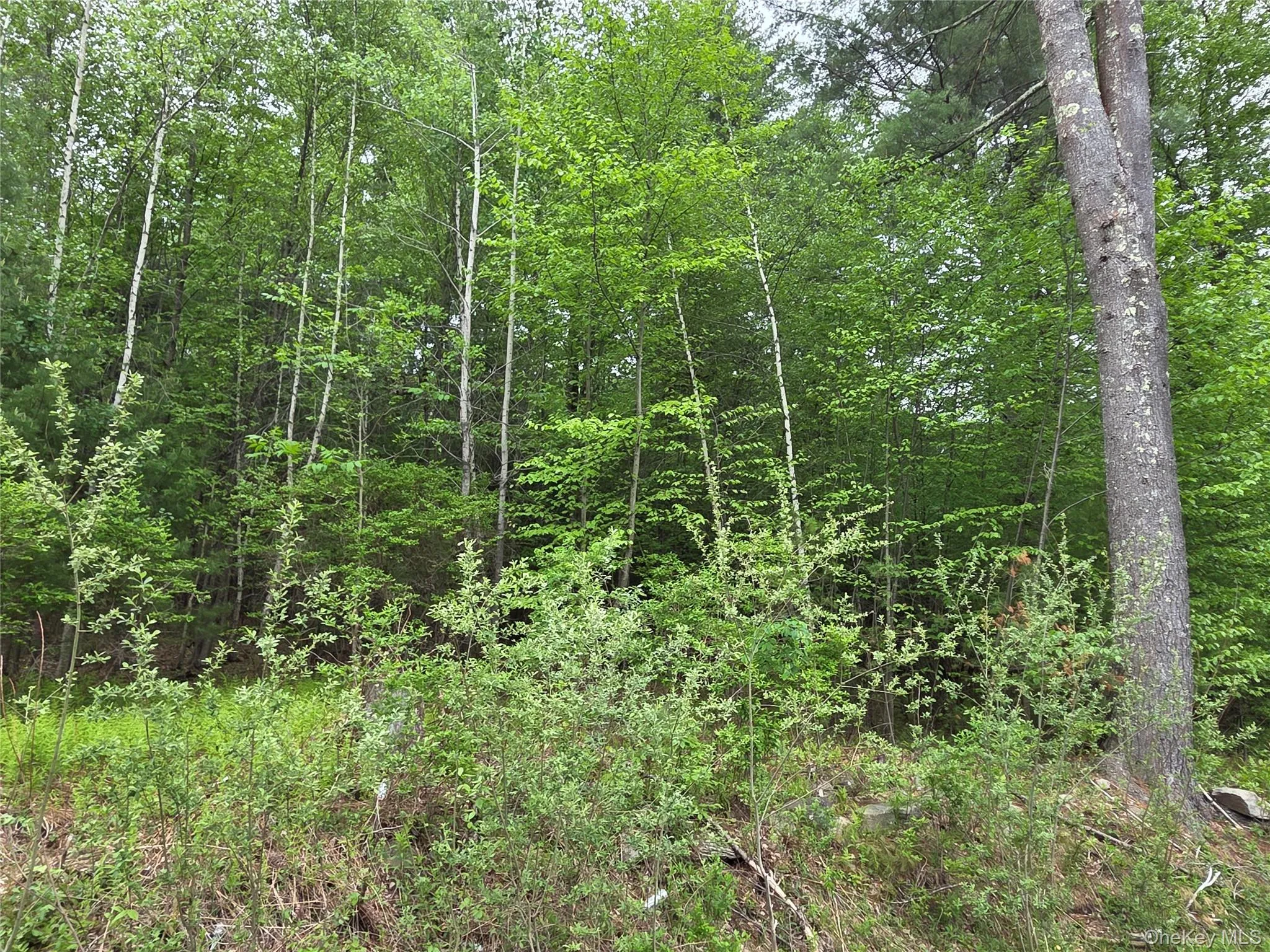125 Zimmerman Road, Fallsburg, NY, 3 Bedrooms Bedrooms, 9 Rooms Rooms,2 BathroomsBathrooms,Residential,For Rent,Zimmerman,0,1003489 125 Zimmerman Road, Fallsburg, NY, 3 Bedrooms Bedrooms, 9 Rooms Rooms,2 BathroomsBathrooms,Residential,For Rent,Zimmerman,0,1003489
