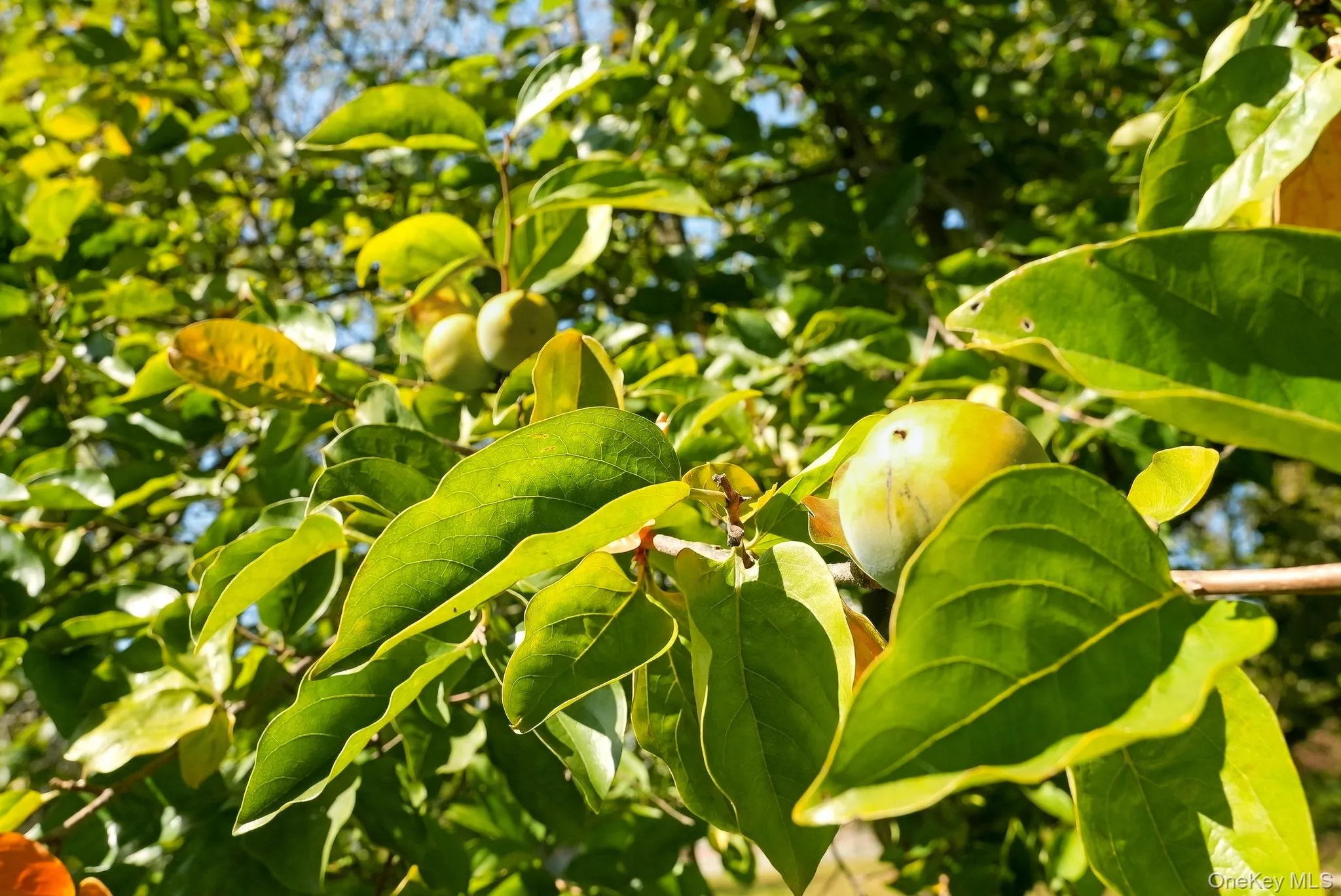 How about some persimmon preserves? How about some persimmon preserves?