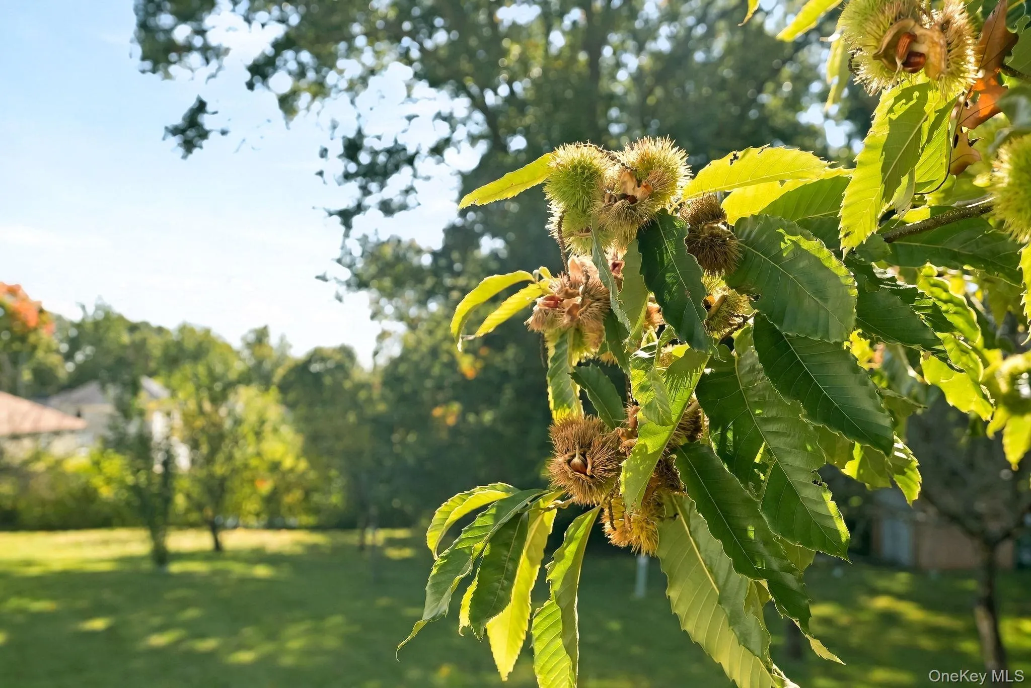 Of course! There are chestnuts too! Of course! There are chestnuts too!