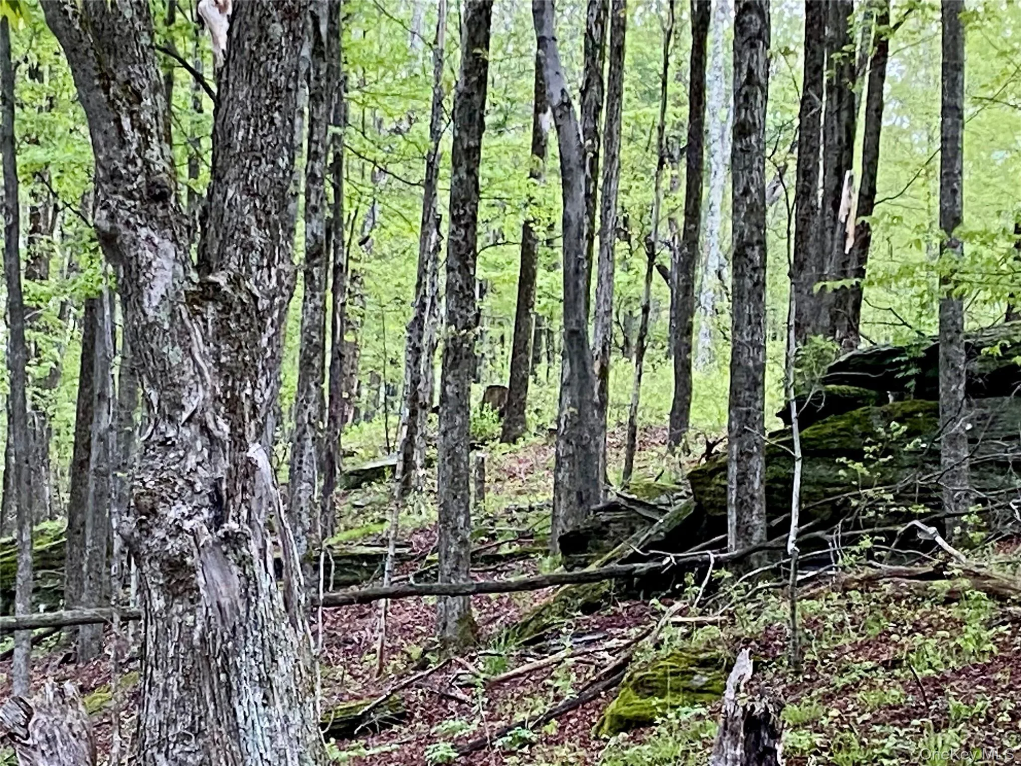 301 & 305 Hust Road Hust, Callicoon, NY, ,Land,For Rent,Hust,0,1004370 301 & 305 Hust Road Hust, Callicoon, NY, ,Land,For Rent,Hust,0,1004370