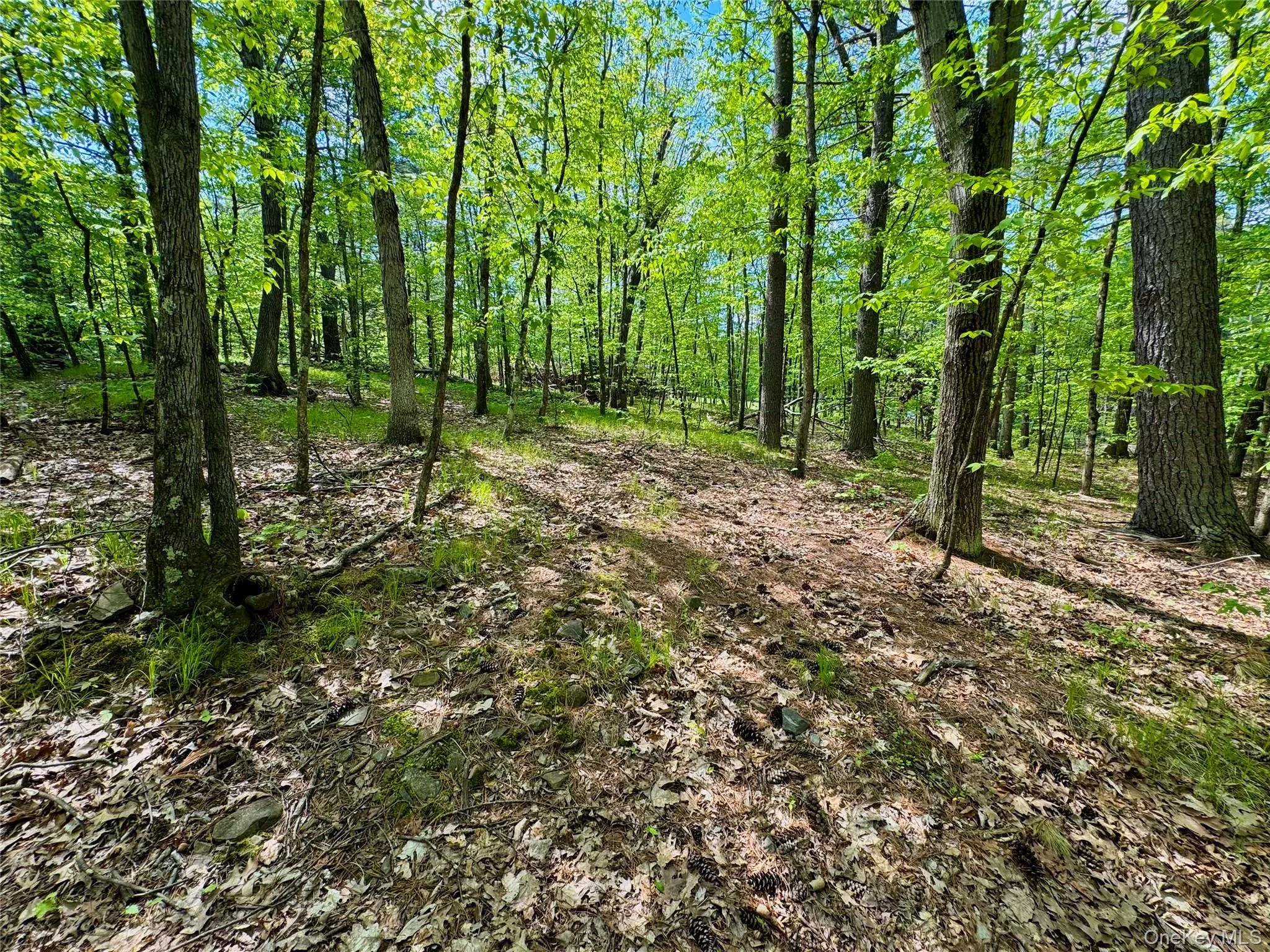 TBD Bill Matter Road, Coxsackie, NY, ,Land,For Rent,Bill Matter,0,1005044 TBD Bill Matter Road, Coxsackie, NY, ,Land,For Rent,Bill Matter,0,1005044