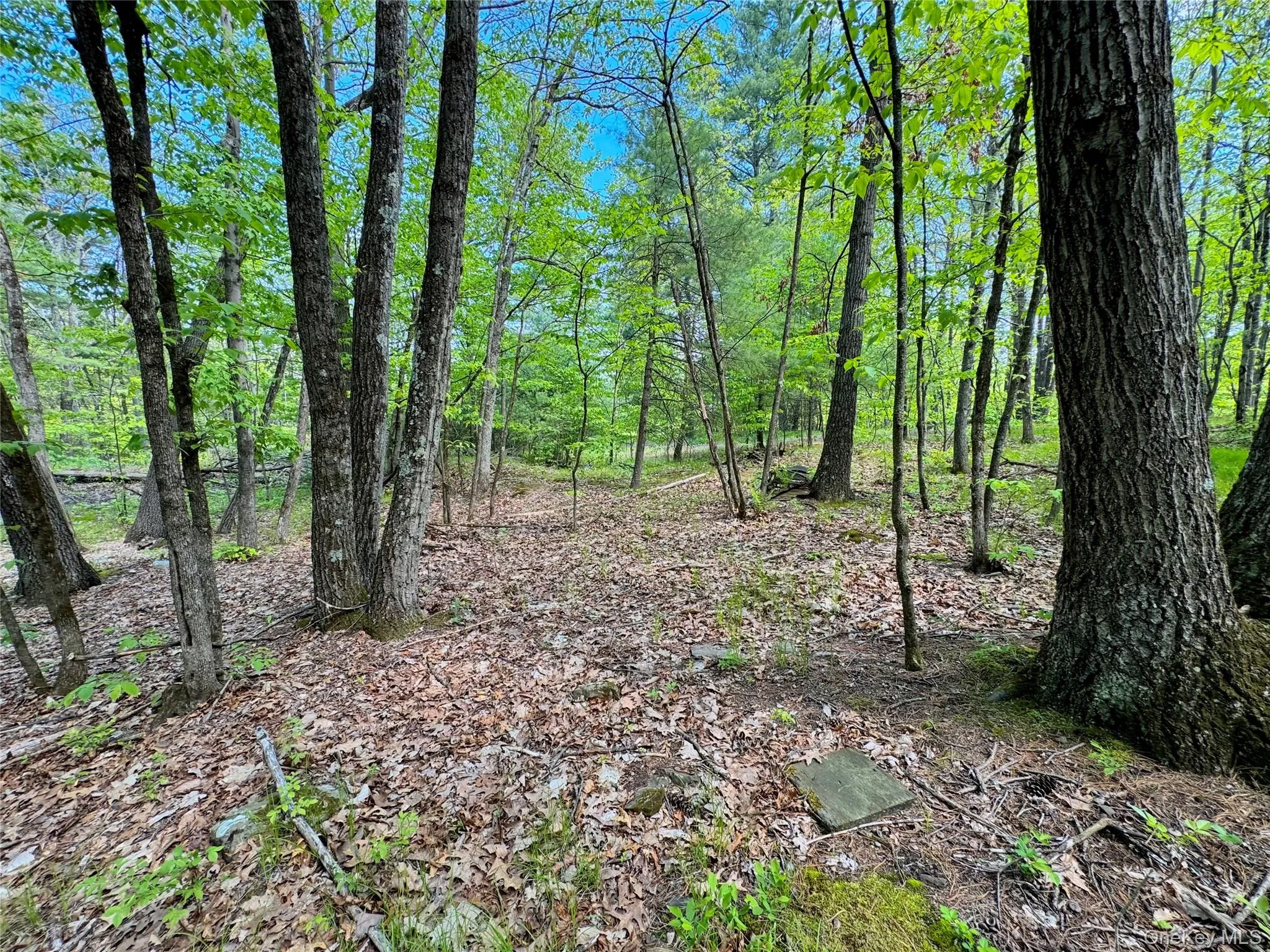 TBD Bill Matter Road, Coxsackie, NY, ,Land,For Rent,Bill Matter,0,1005044 TBD Bill Matter Road, Coxsackie, NY, ,Land,For Rent,Bill Matter,0,1005044
