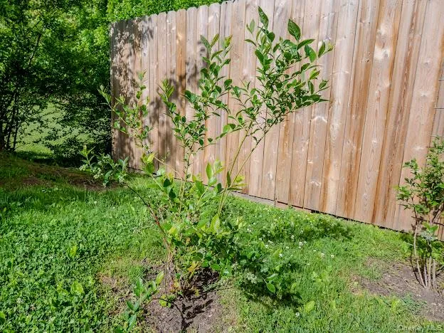 Blueberry tree Blueberry tree