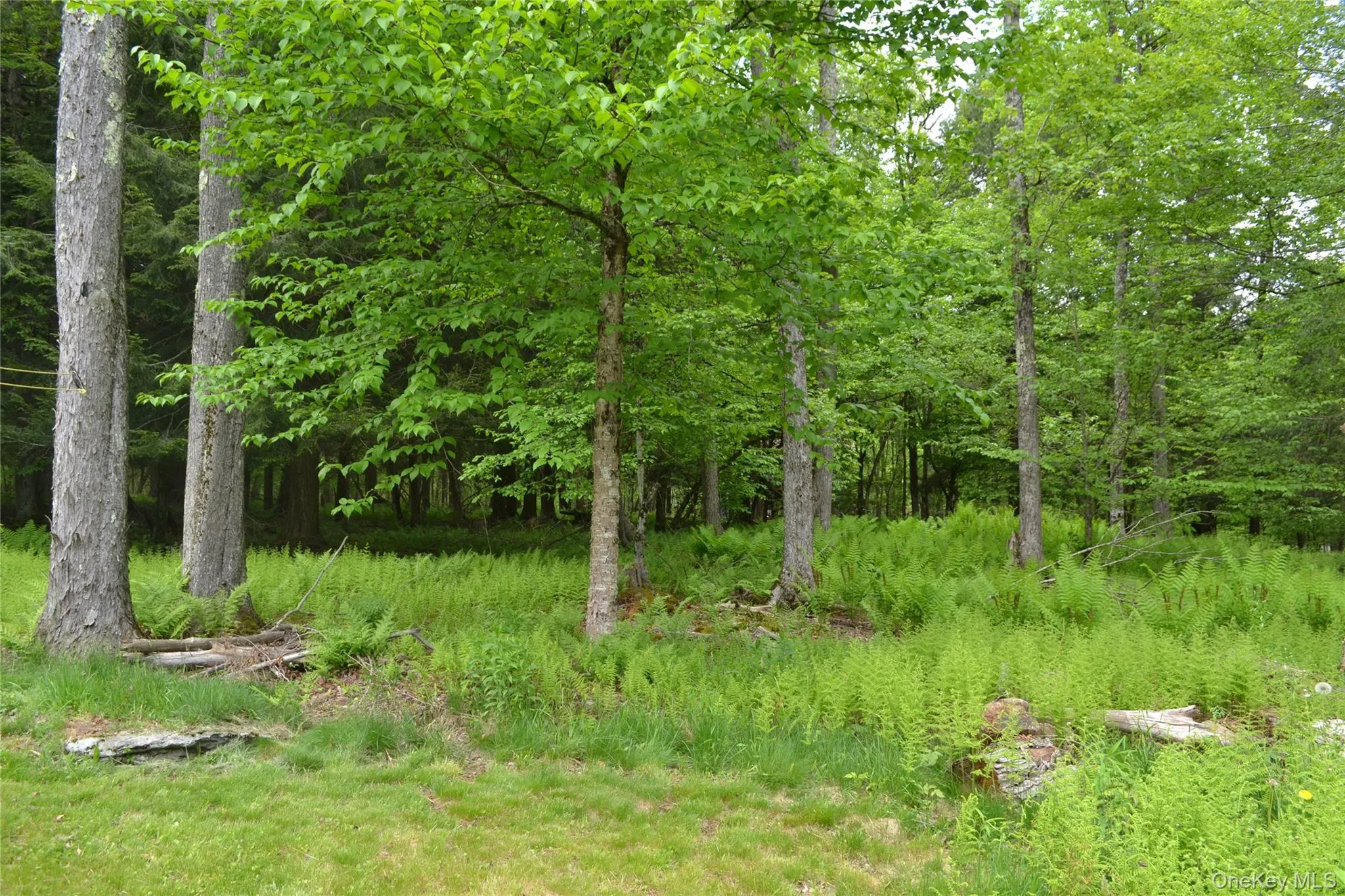 Level rear wooded yard Level rear wooded yard