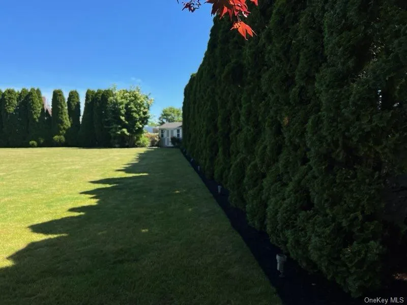 Expansive green lawn bordered by a tall, dense evergreen hedge Expansive green lawn bordered by a tall, dense evergreen hedge