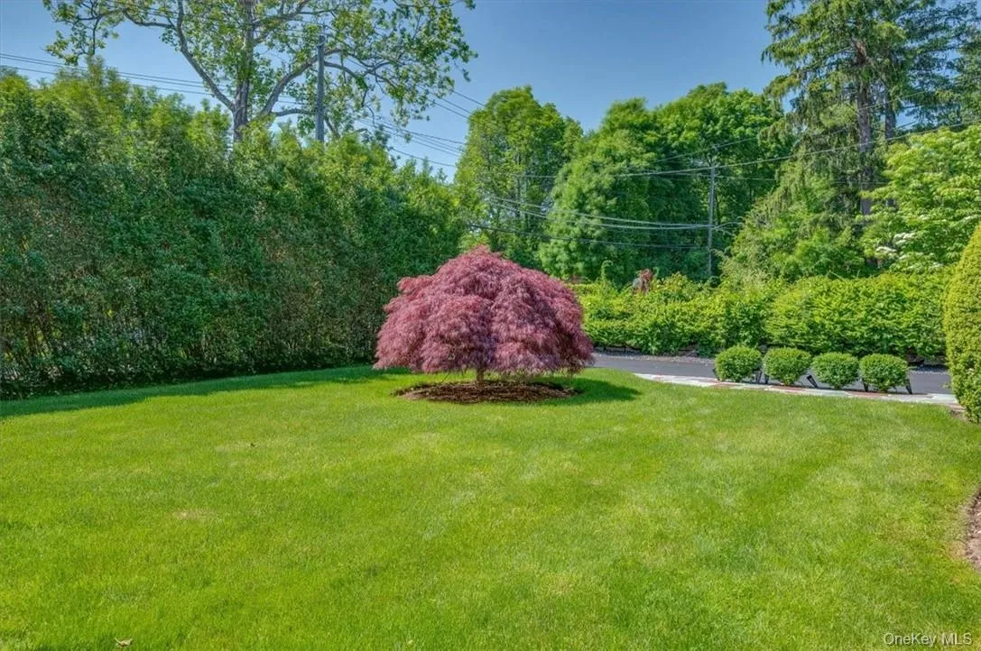Expansive green lawn featuring a central Japanese maple tree with deep red foliage Expansive green lawn featuring a central Japanese maple tree with deep red foliage
