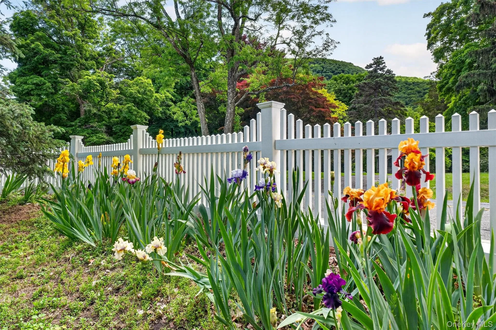 Iris perennials dot the landscape in certain areas. Iris perennials dot the landscape in certain areas.