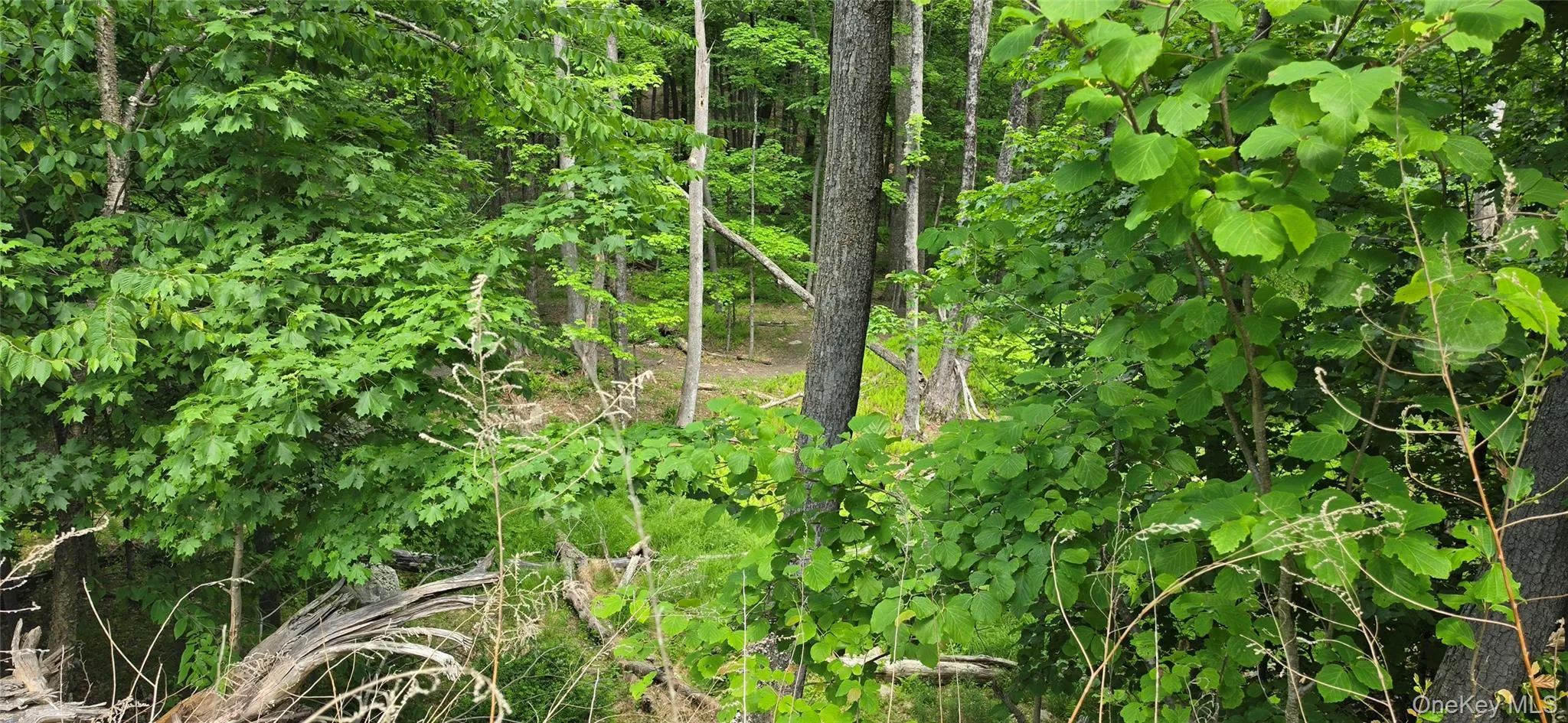 00 Ski Run Road, Mamakating, NY, ,Land,For Rent,Ski Run,0,1006332 00 Ski Run Road, Mamakating, NY, ,Land,For Rent,Ski Run,0,1006332