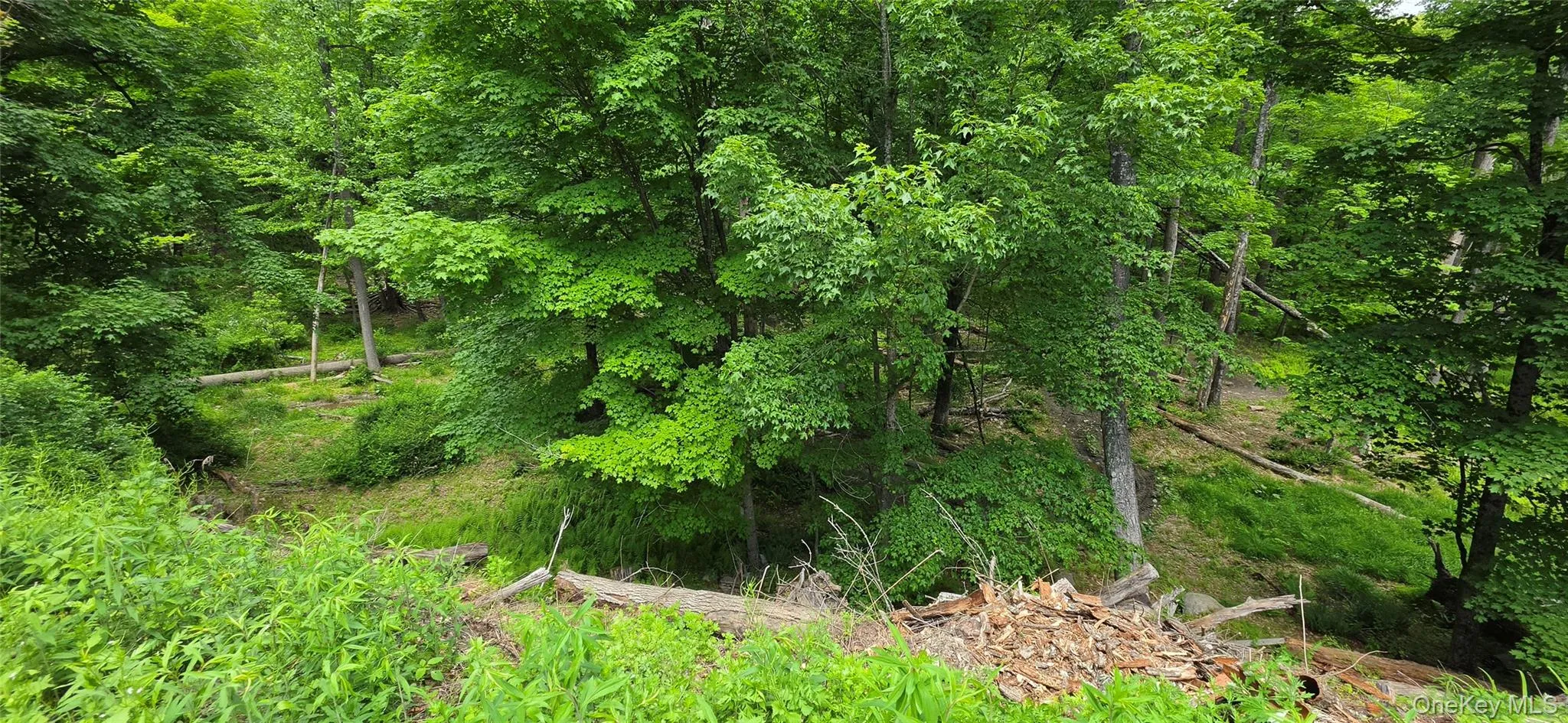 00 Ski Run Road, Mamakating, NY, ,Land,For Rent,Ski Run,0,1006332 00 Ski Run Road, Mamakating, NY, ,Land,For Rent,Ski Run,0,1006332