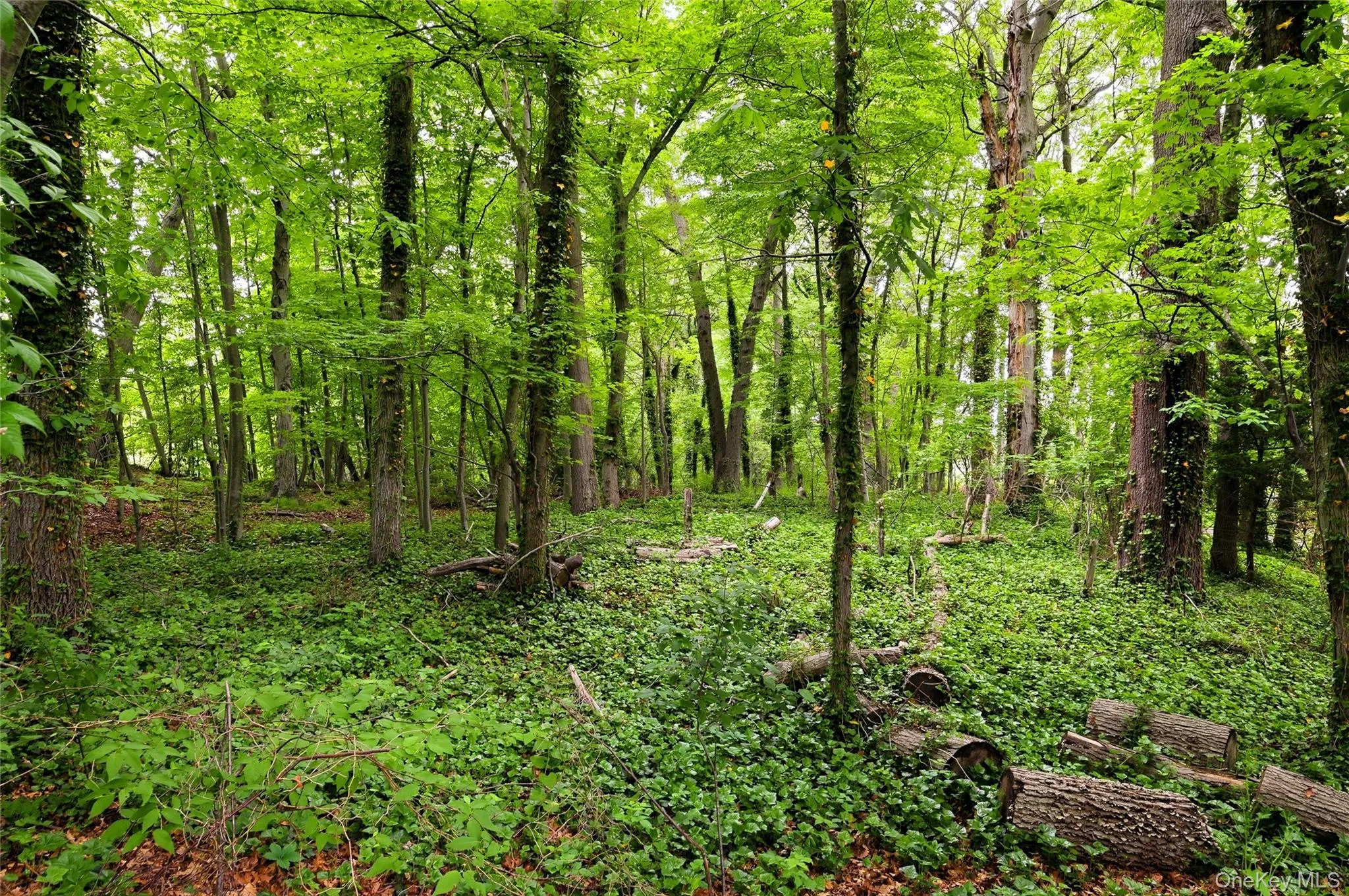 Wooded Property Wooded Property