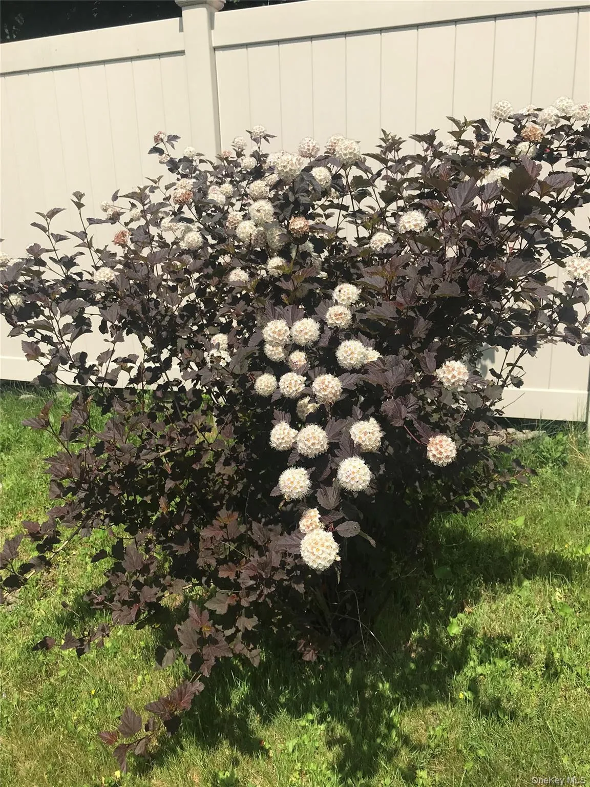 Beautifully maintained garden area with established shrubs and flowering plants. Beautifully maintained garden area with established shrubs and flowering plants.