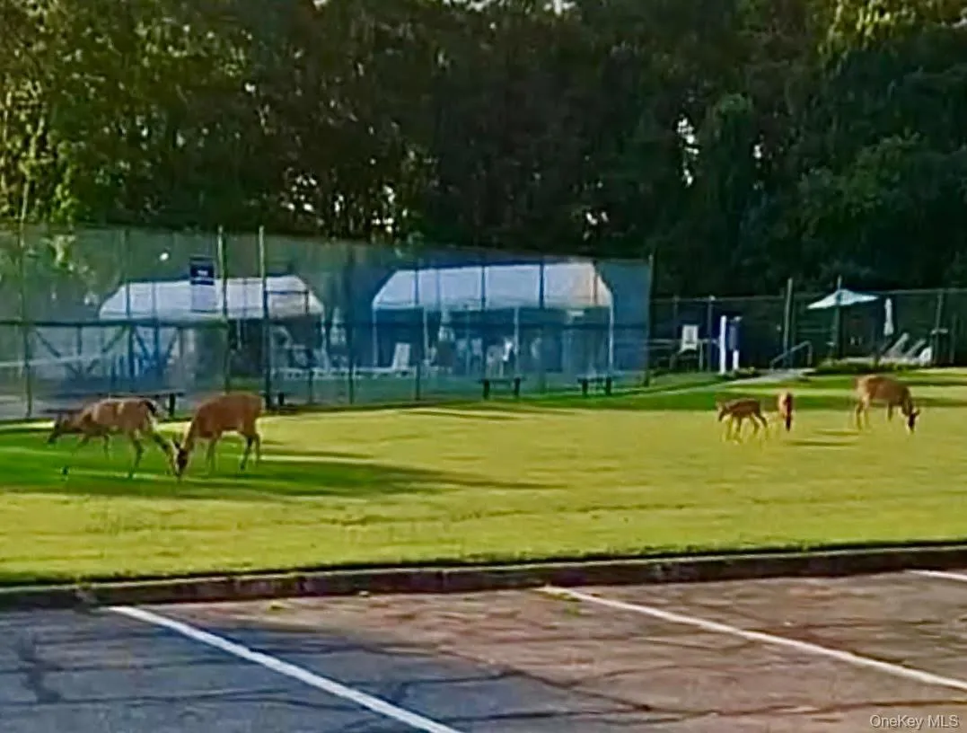 Near Pool Patio w/Shade Canopies, Deer Visit Hidden Meadows! Near Pool Patio w/Shade Canopies, Deer Visit Hidden Meadows!
