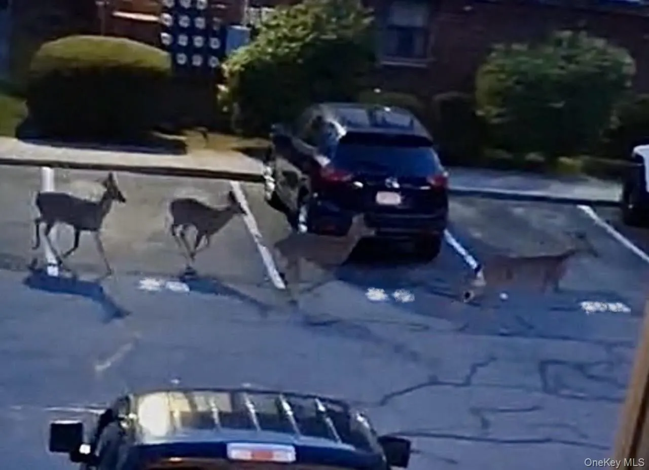 Magical Dusk with Graceful Deer passing through Magical Dusk with Graceful Deer passing through