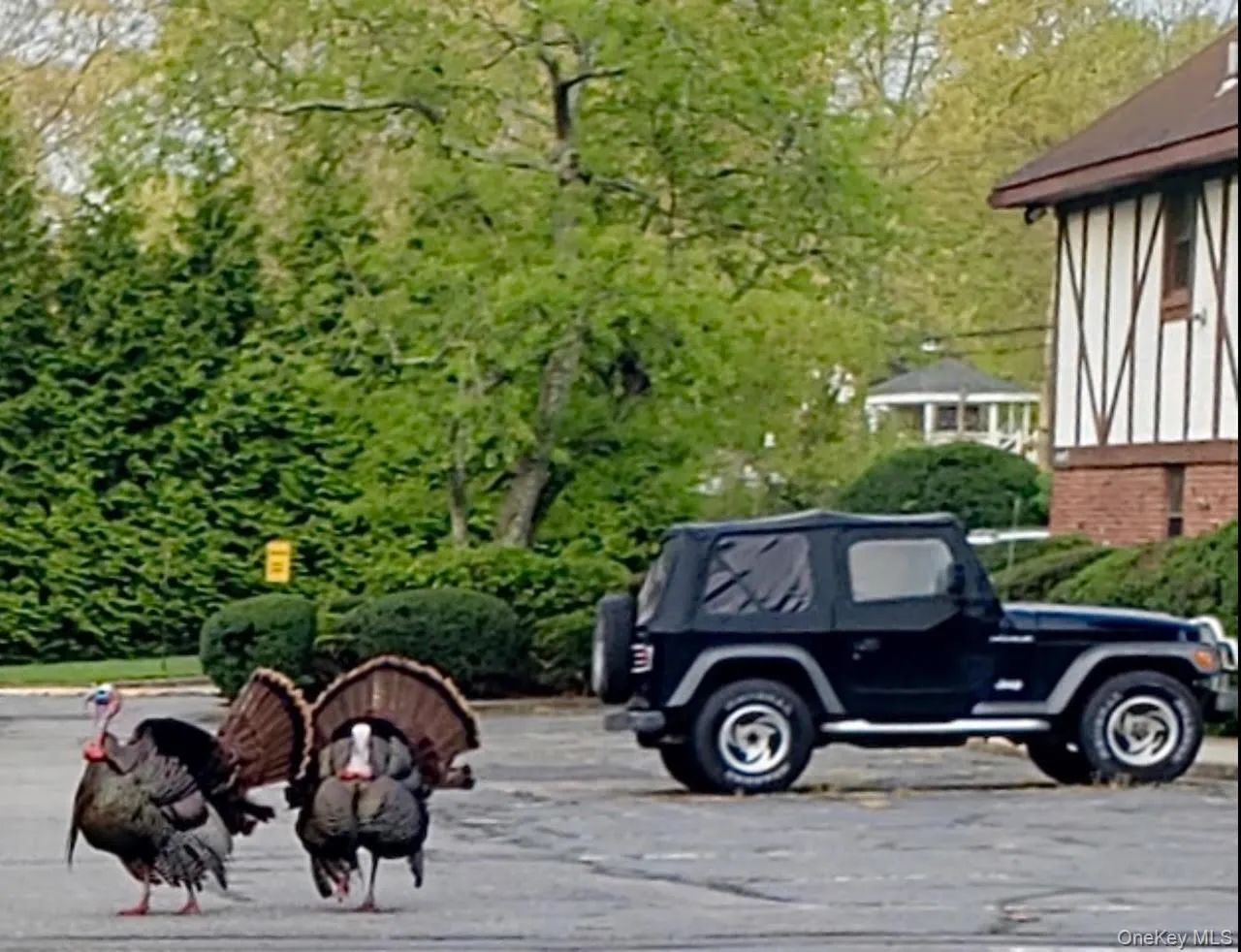 Why'd the Turkeys Cross the Road? Why'd the Turkeys Cross the Road?