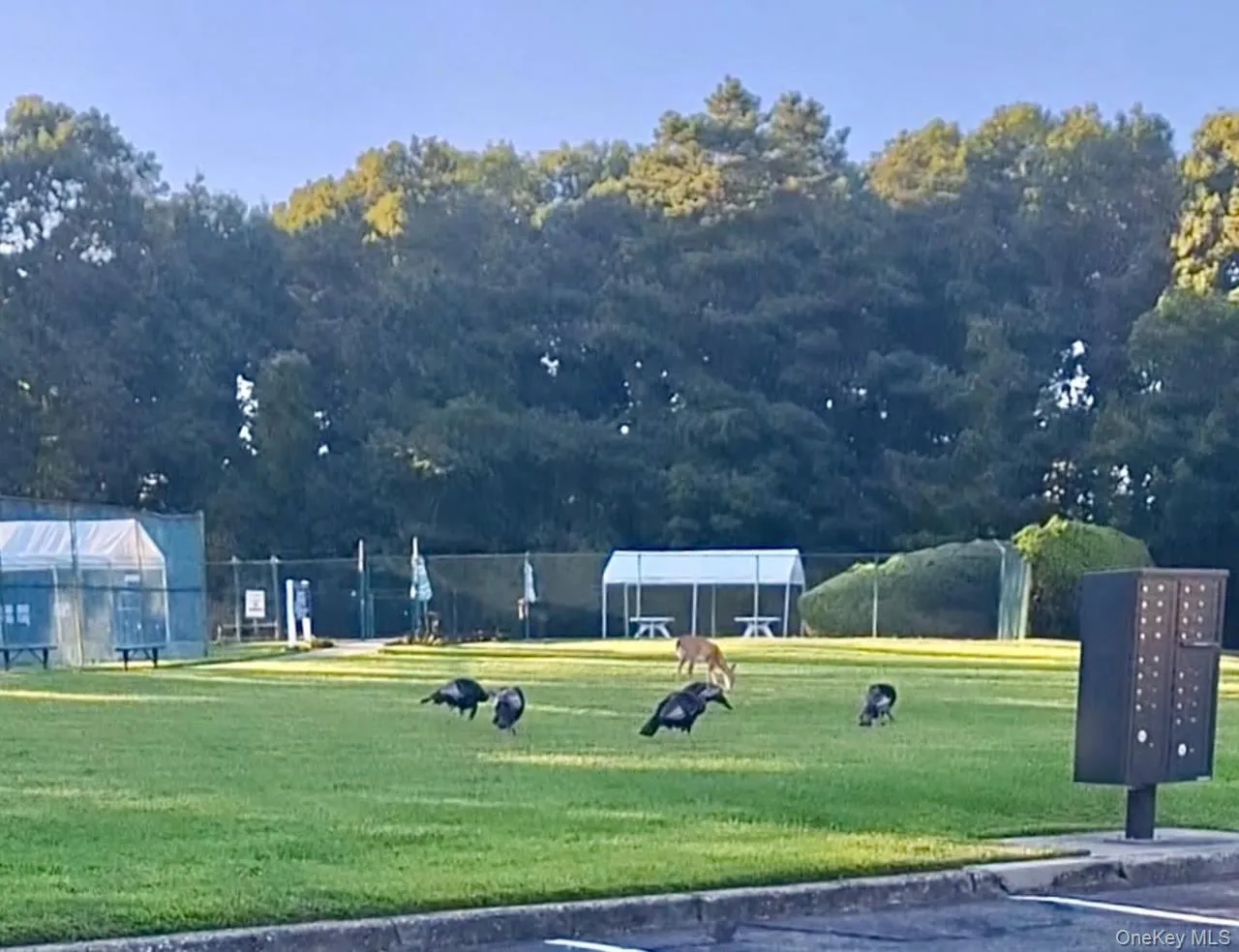 Deer and Turkeys Graze on a Nice Day Deer and Turkeys Graze on a Nice Day