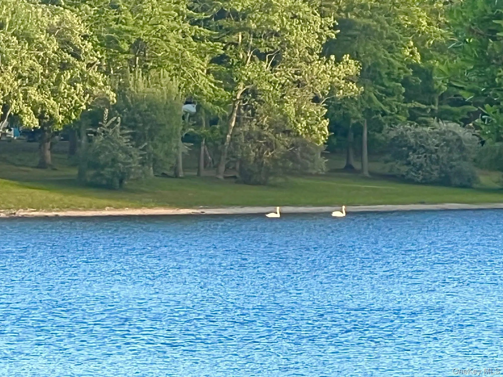 Beautiful View w/Swans Beautiful View w/Swans
