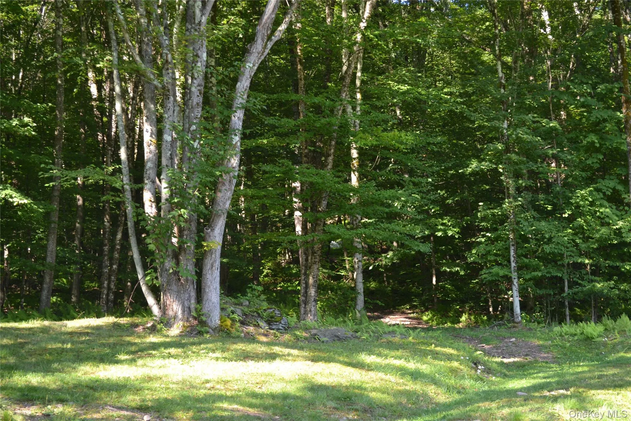 Backyard view of wooded area Backyard view of wooded area