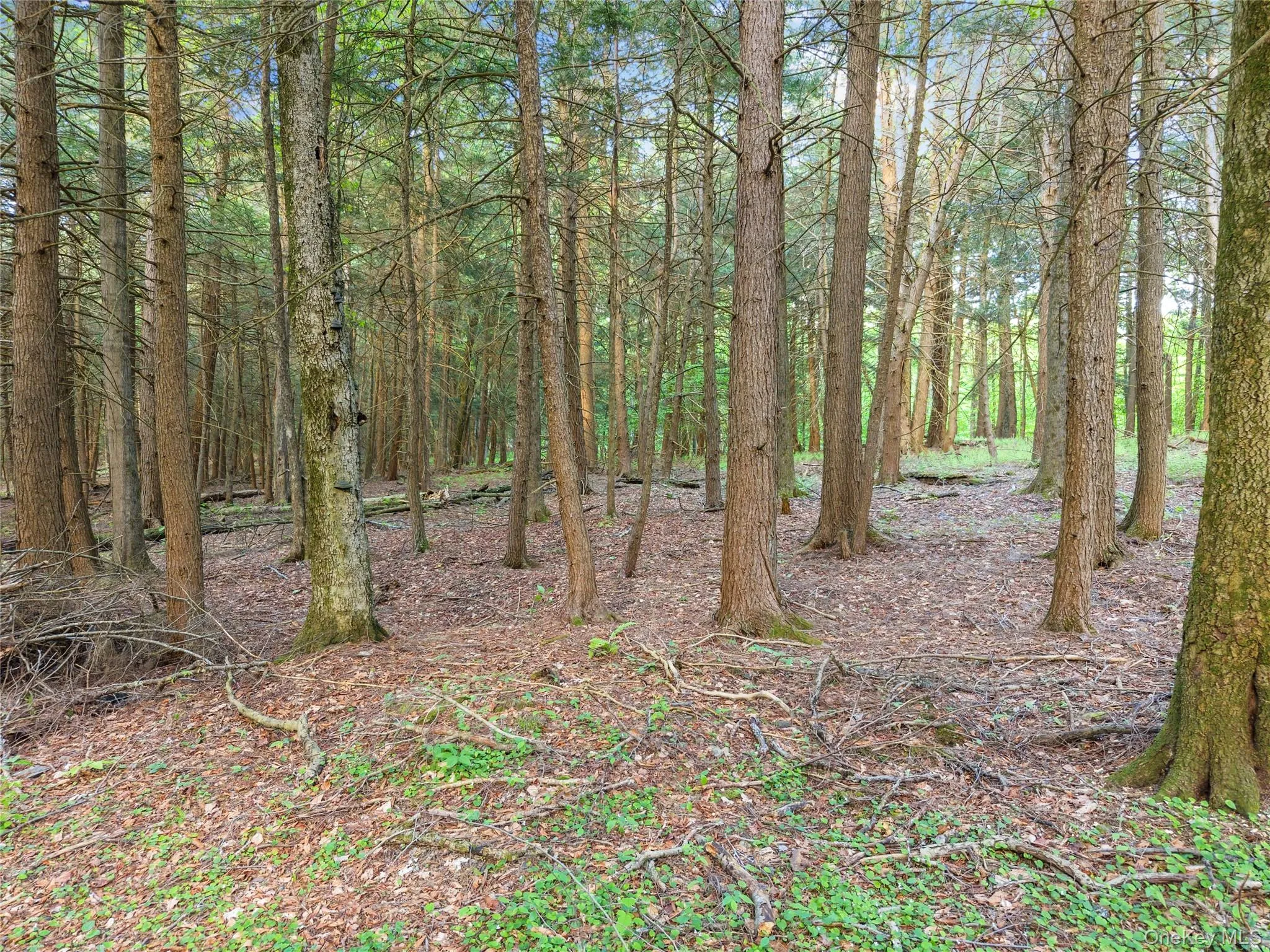 202 Blakesley Road, Out Of Area, NY, 2 Bedrooms Bedrooms, 6 Rooms Rooms,1 BathroomBathrooms,Residential,For Rent,Blakesley,0,1008108 202 Blakesley Road, Out Of Area, NY, 2 Bedrooms Bedrooms, 6 Rooms Rooms,1 BathroomBathrooms,Residential,For Rent,Blakesley,0,1008108
