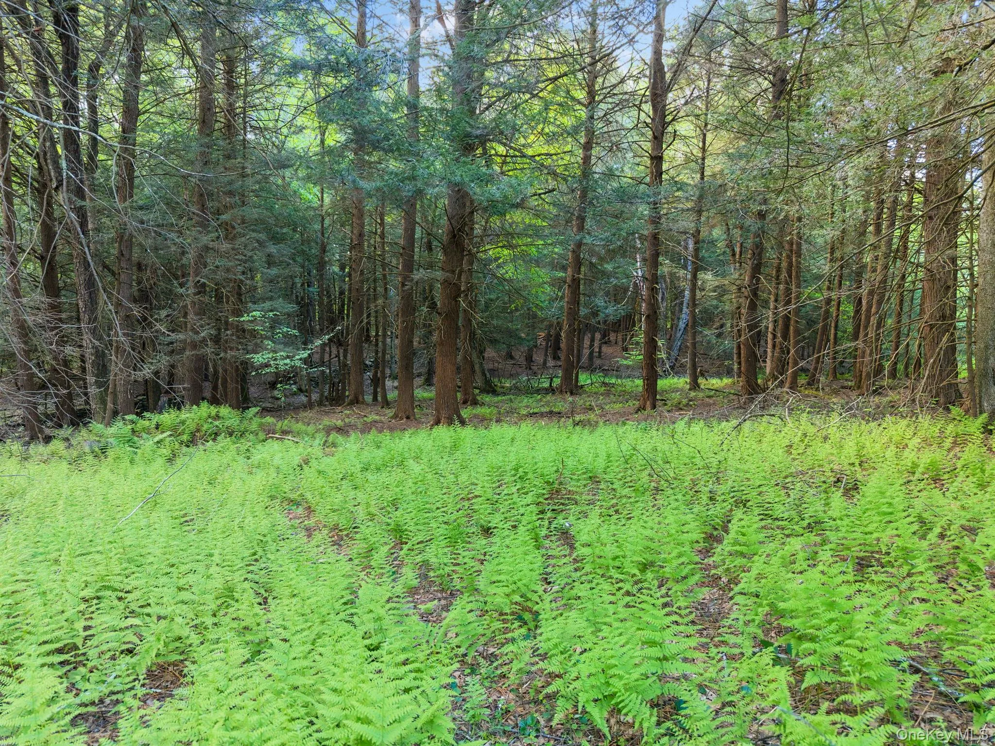 202 Blakesley Road, Out Of Area, NY, 2 Bedrooms Bedrooms, 6 Rooms Rooms,1 BathroomBathrooms,Residential,For Rent,Blakesley,0,1008108 202 Blakesley Road, Out Of Area, NY, 2 Bedrooms Bedrooms, 6 Rooms Rooms,1 BathroomBathrooms,Residential,For Rent,Blakesley,0,1008108
