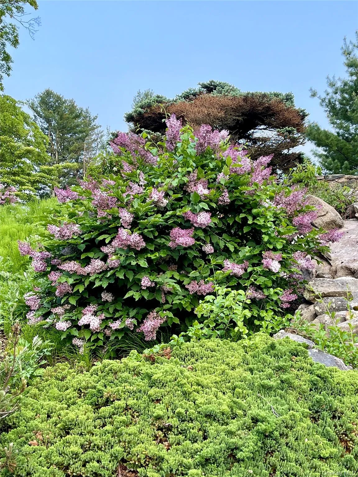 236 Hardscrabble Road, North Salem, NY, 5 Bedrooms Bedrooms, 9 Rooms Rooms,4 BathroomsBathrooms,Residential,For Rent,Hardscrabble,0,1008132 236 Hardscrabble Road, North Salem, NY, 5 Bedrooms Bedrooms, 9 Rooms Rooms,4 BathroomsBathrooms,Residential,For Rent,Hardscrabble,0,1008132