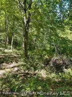 L-33 Harring Road, Cairo, NY, ,Land,For Rent,Harring,0,1008211 L-33 Harring Road, Cairo, NY, ,Land,For Rent,Harring,0,1008211