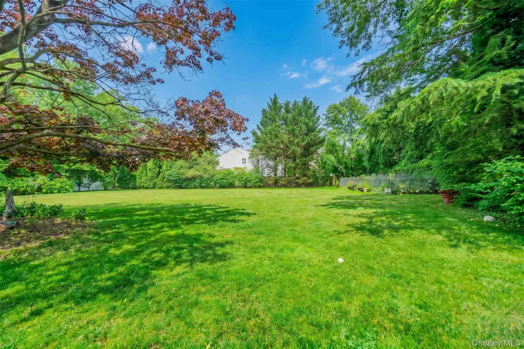 backyard backyard