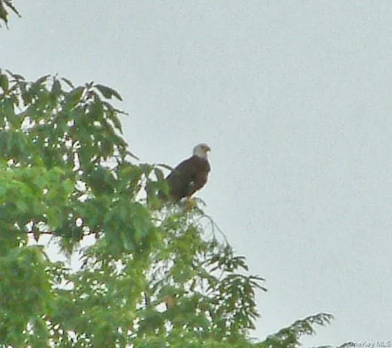 Bald Eagles and all types of birds and wildlife are part of the Sterling Forest habitat and Greenbelt. Bald Eagles and all types of birds and wildlife are part of the Sterling Forest habitat and Greenbelt.