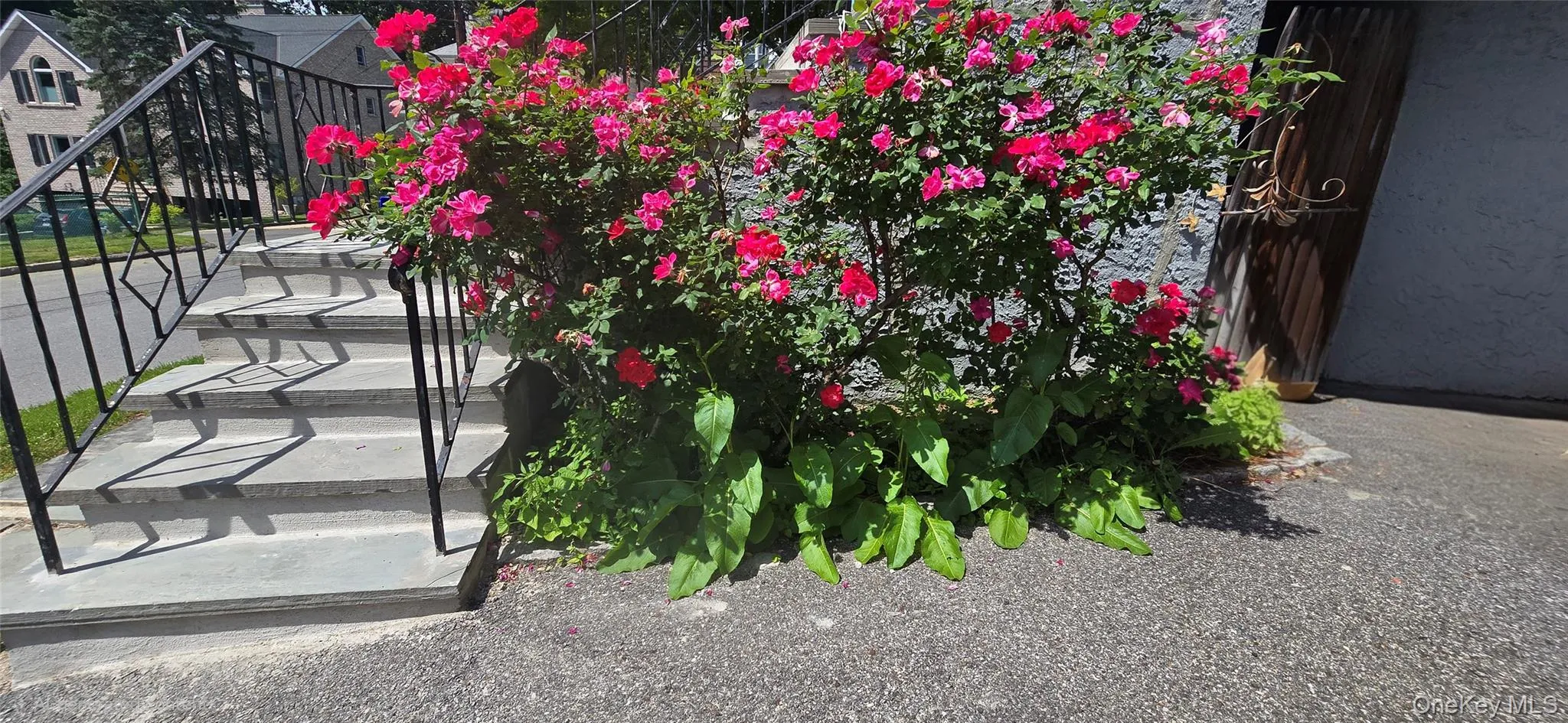 rose bush flanking stairway to front entry way rose bush flanking stairway to front entry way