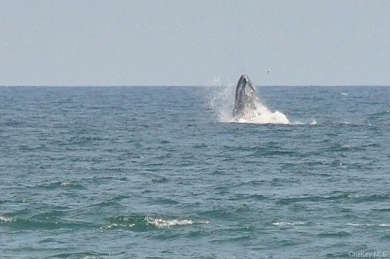 Whale sighting from the house Whale sighting from the house