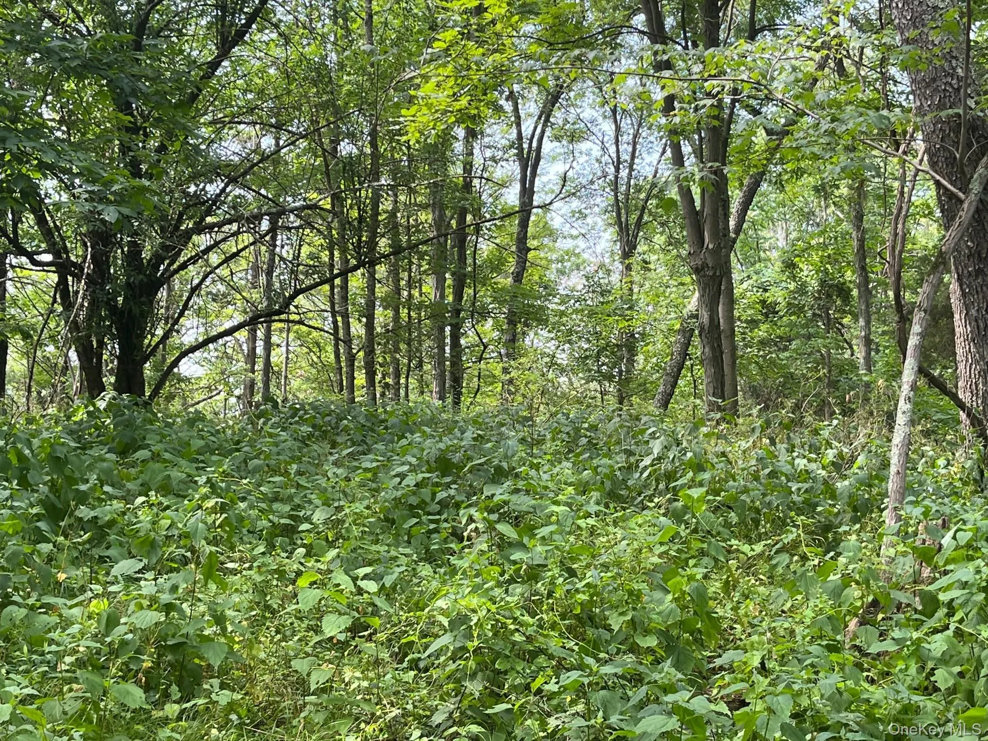 Mount Ross Road, Pine Plains, NY, ,Land,For Rent,Mount Ross,0,1009852 Mount Ross Road, Pine Plains, NY, ,Land,For Rent,Mount Ross,0,1009852
