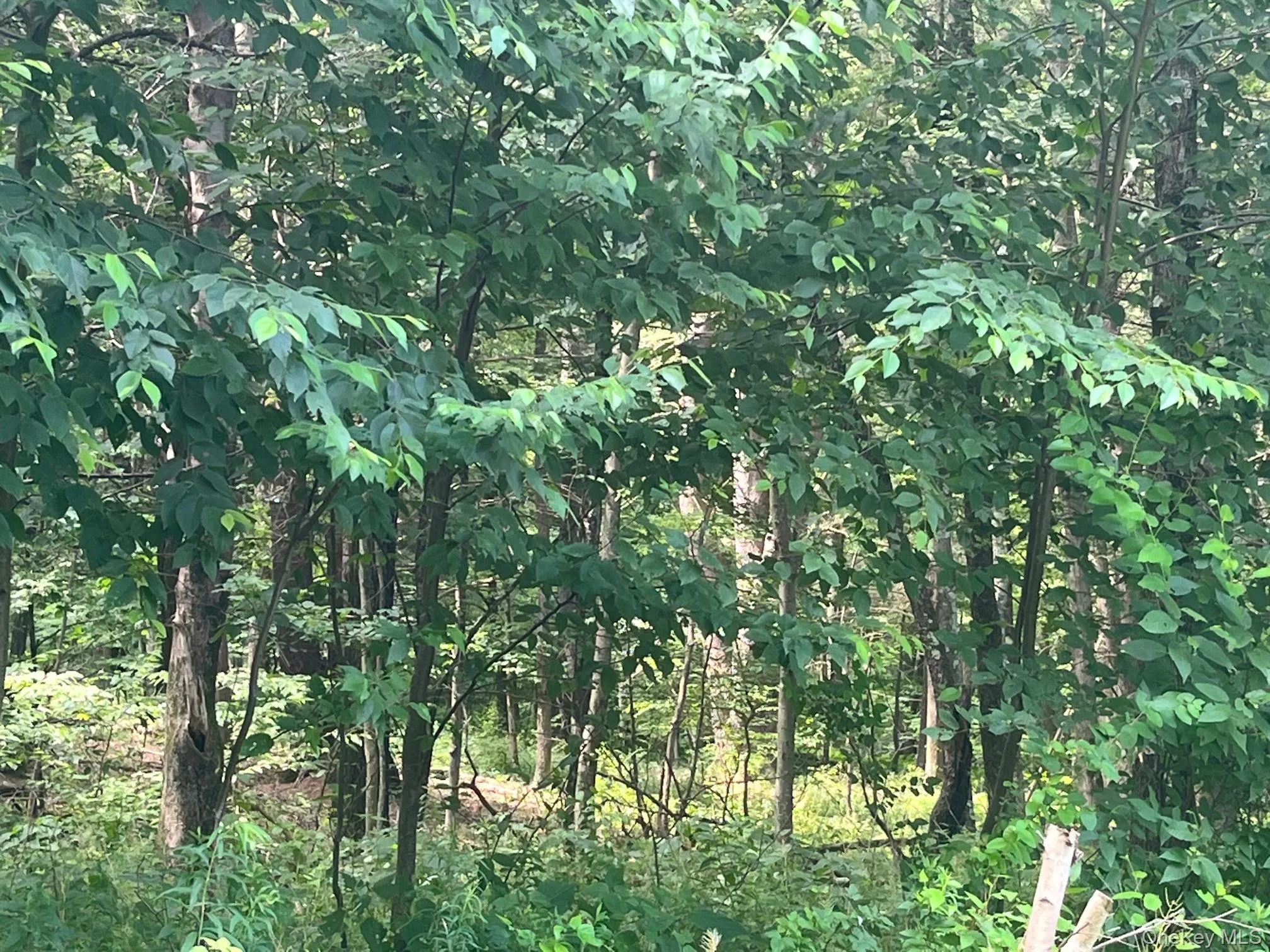Mount Ross Road, Pine Plains, NY, ,Land,For Rent,Mount Ross,0,1009852 Mount Ross Road, Pine Plains, NY, ,Land,For Rent,Mount Ross,0,1009852