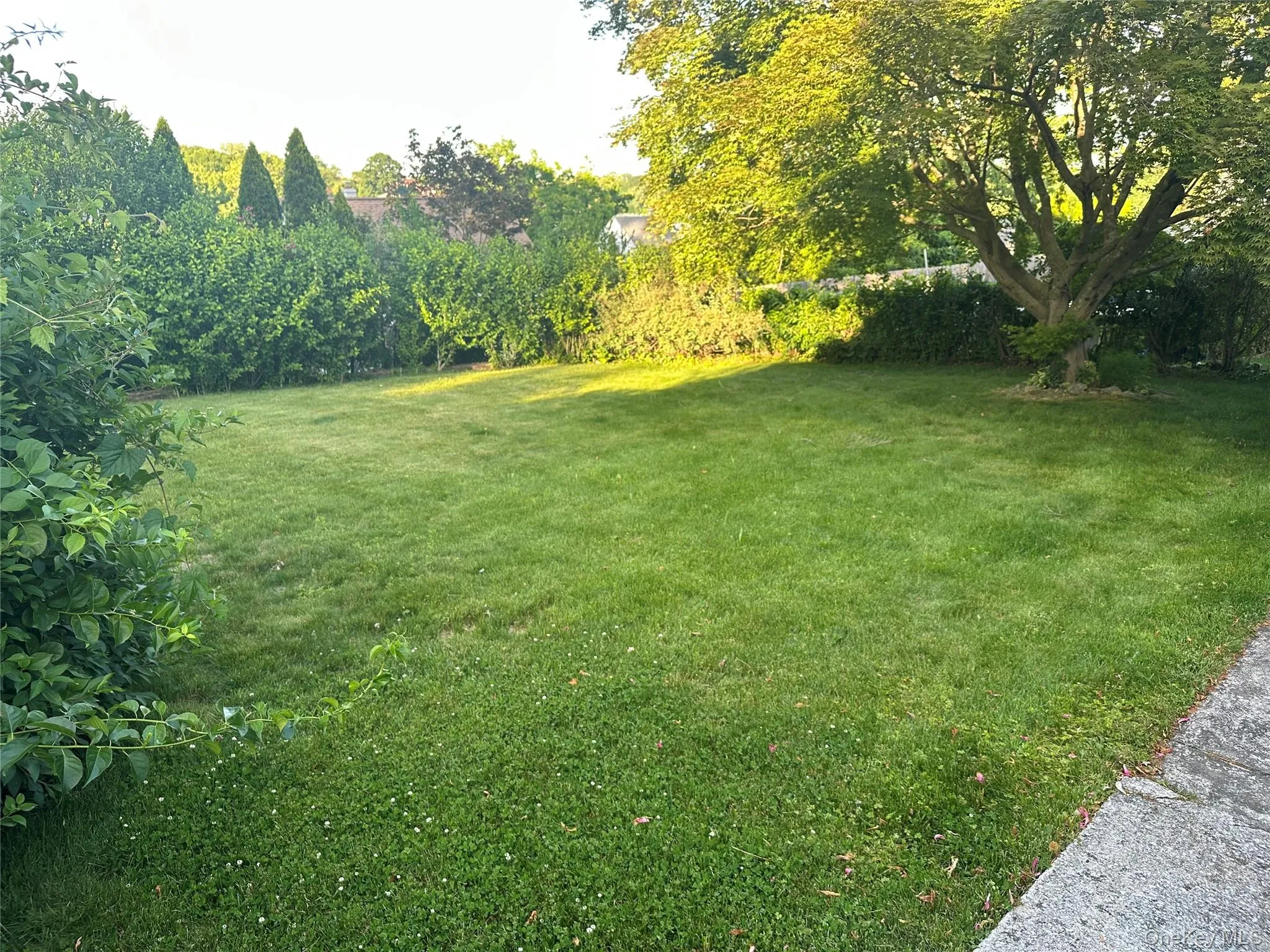 Back yard Back yard