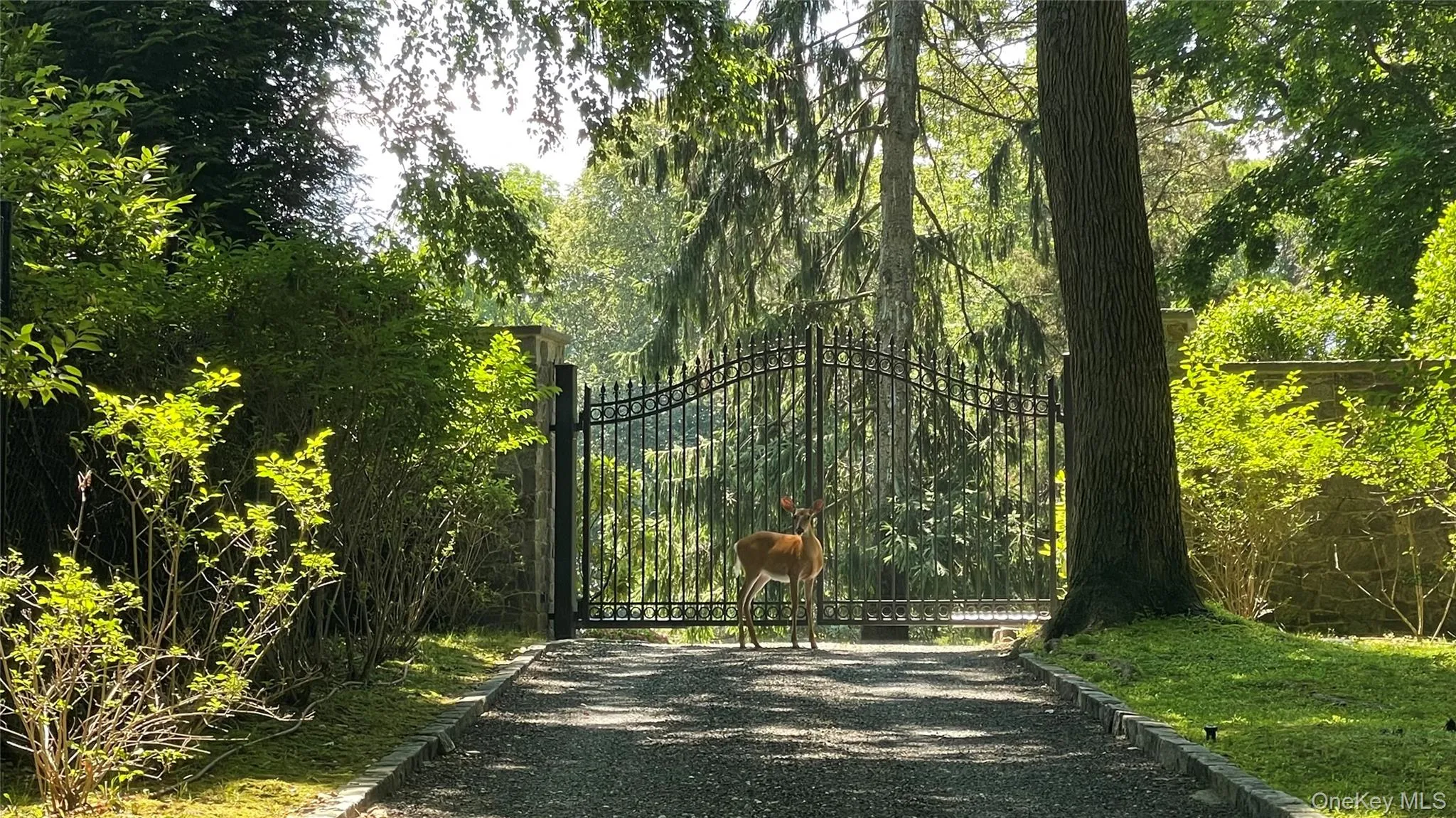 Five deer proof acres.... Five deer proof acres....