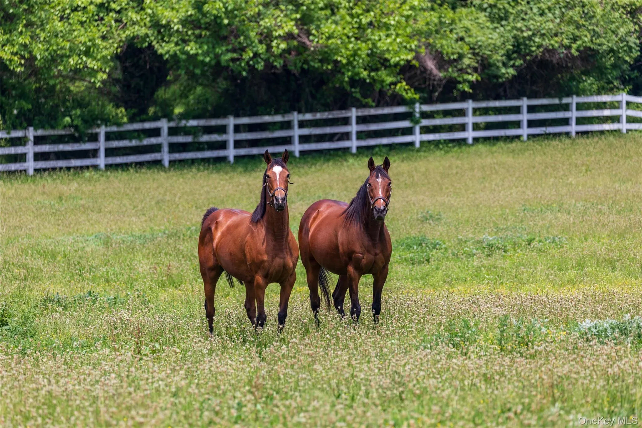 Paddocks and Horses Paddocks and Horses