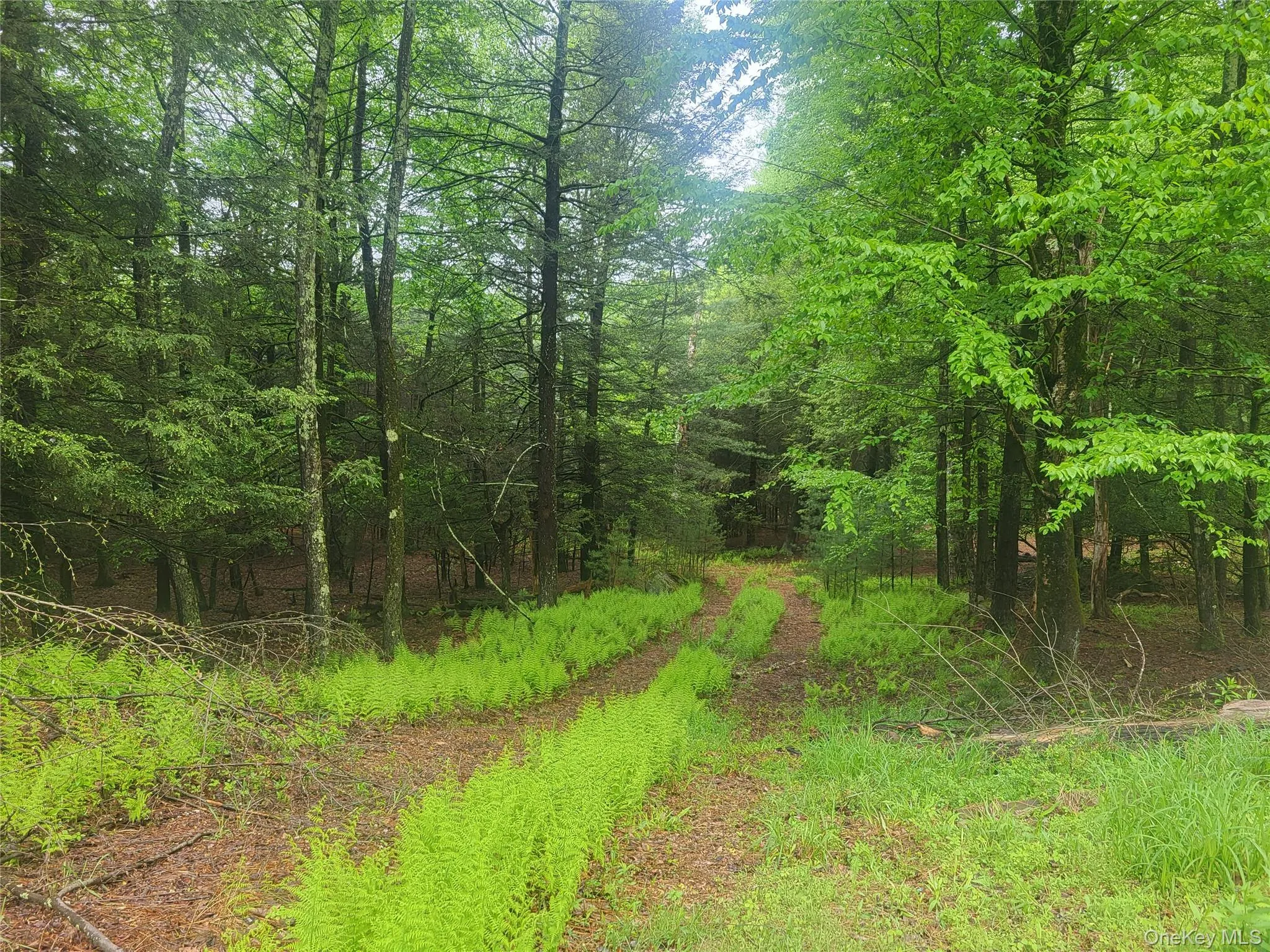 Dirt Road Through Property Dirt Road Through Property
