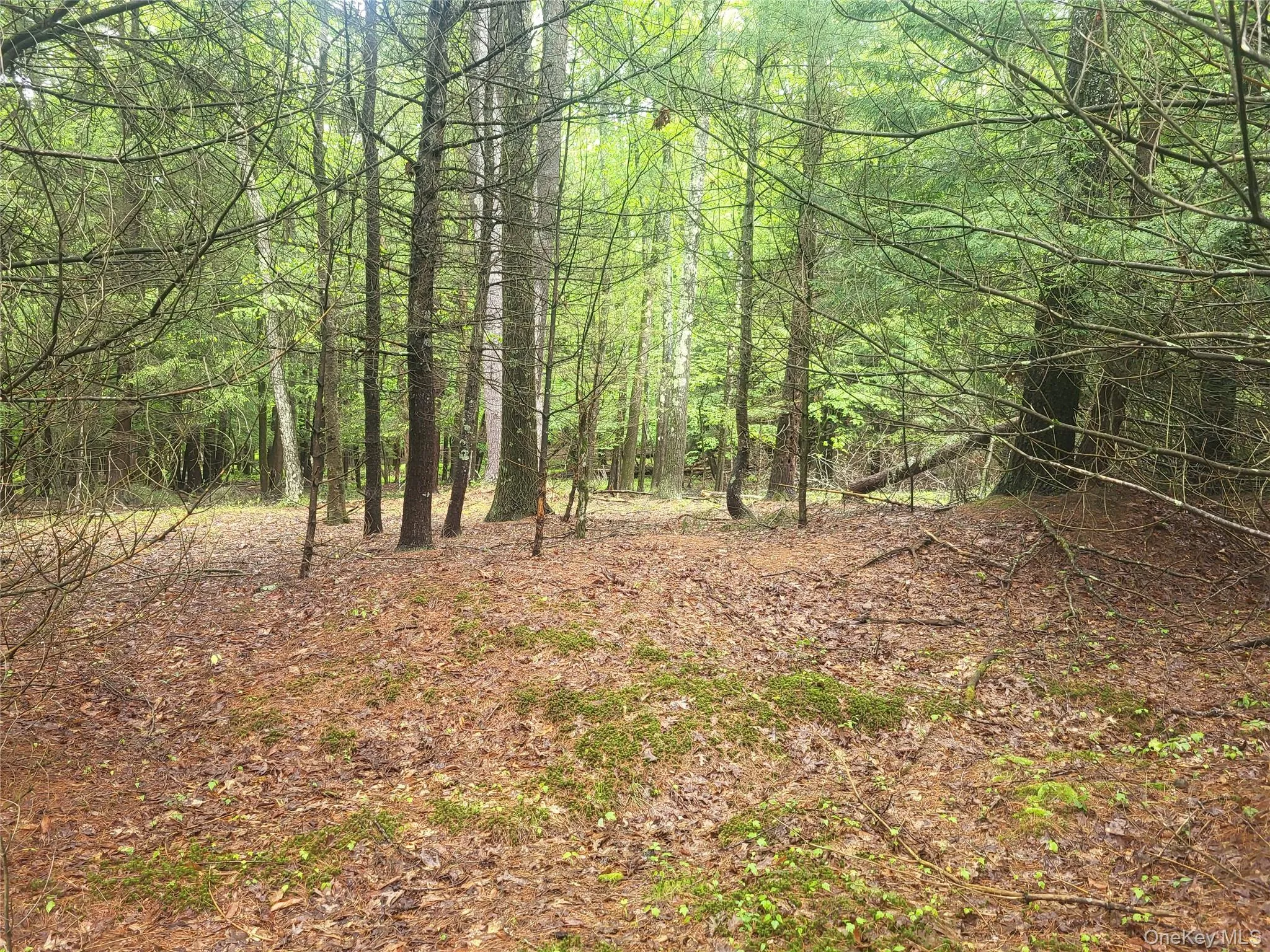 *** Marsh Rd, Fallsburg, NY, ,Land,For Rent,*** Marsh Rd,0,1010465 *** Marsh Rd, Fallsburg, NY, ,Land,For Rent,*** Marsh Rd,0,1010465