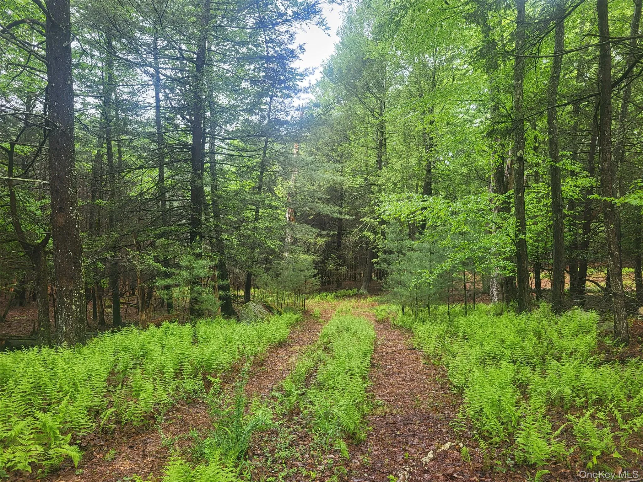 Dirt Road Through Property Dirt Road Through Property