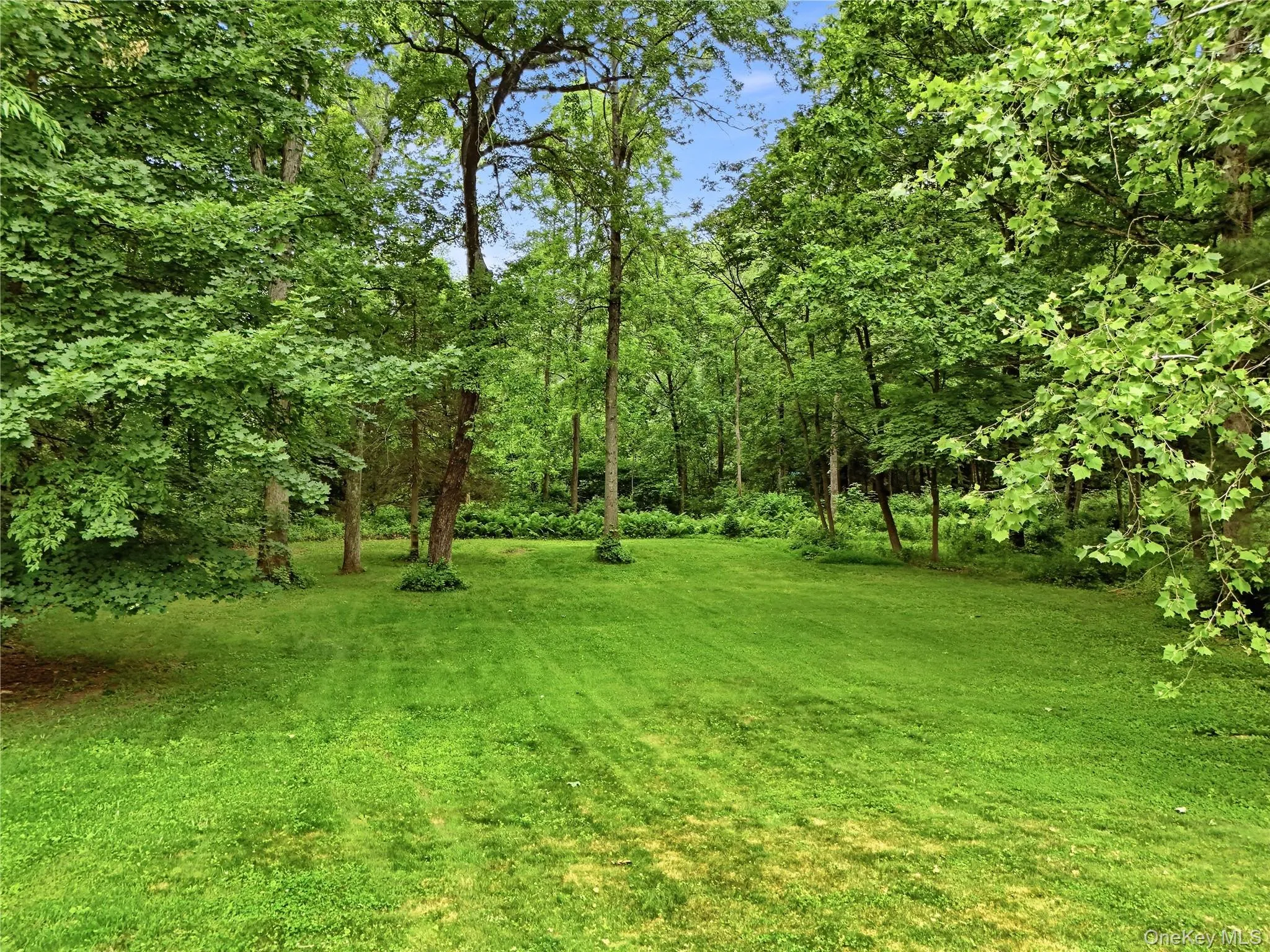 Expansive back yard Expansive back yard