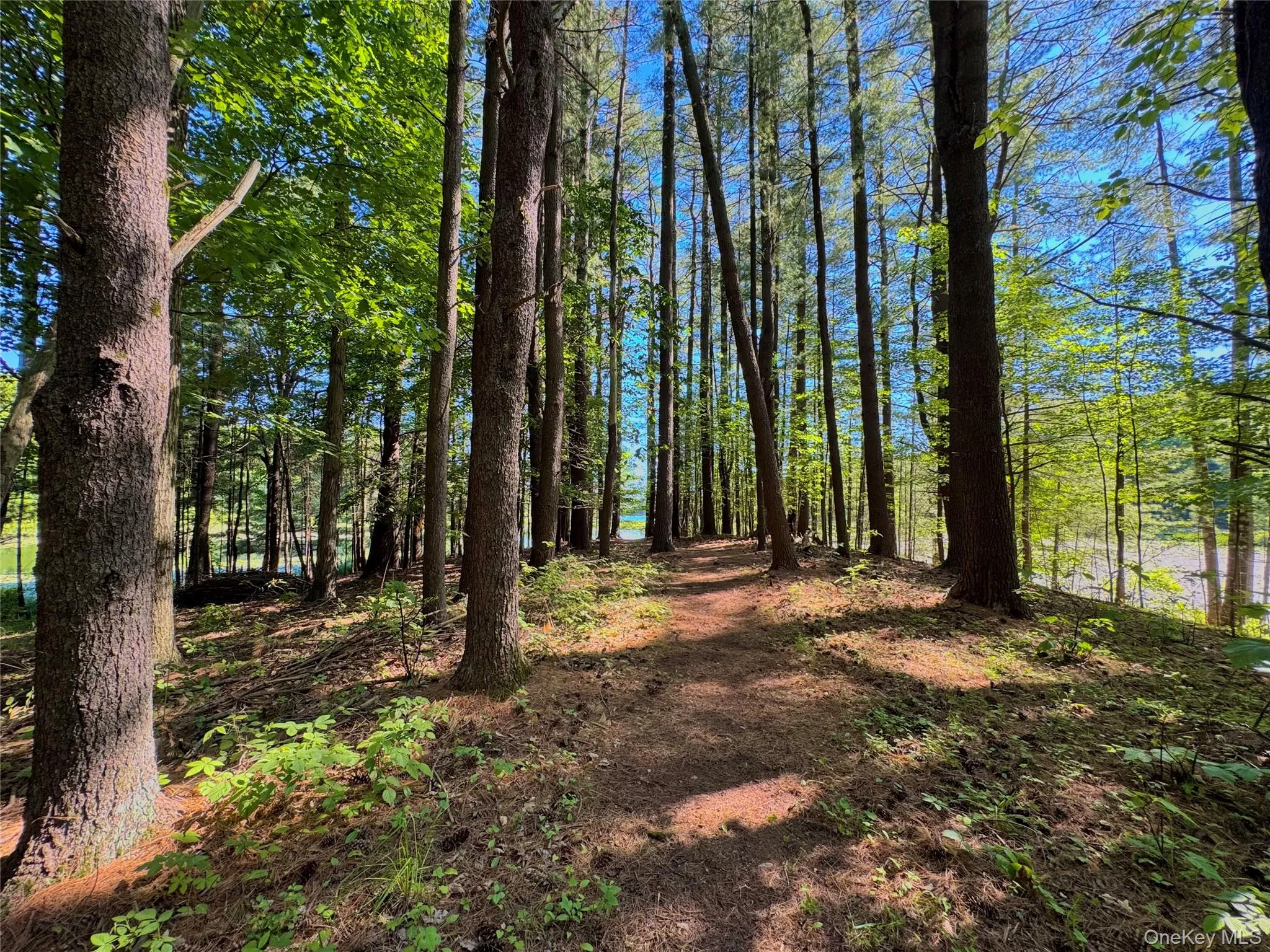 177 Webber Road, Coxsackie, NY, ,Land,For Rent,Webber,0,1011333 177 Webber Road, Coxsackie, NY, ,Land,For Rent,Webber,0,1011333