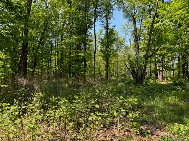 00 Polster, Delaware, NY, ,Land,For Rent,Polster,0,1011401 00 Polster, Delaware, NY, ,Land,For Rent,Polster,0,1011401