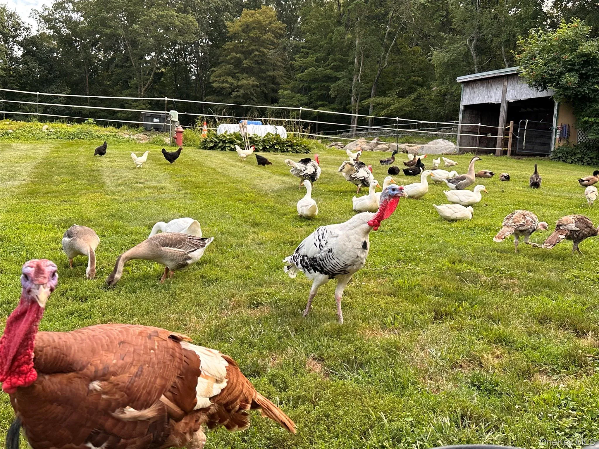 355 Fosler Road, Plattekill, NY, 4 Bedrooms Bedrooms, 10 Rooms Rooms,2 BathroomsBathrooms,Residential,For Rent,Fosler,0,1011709 355 Fosler Road, Plattekill, NY, 4 Bedrooms Bedrooms, 10 Rooms Rooms,2 BathroomsBathrooms,Residential,For Rent,Fosler,0,1011709