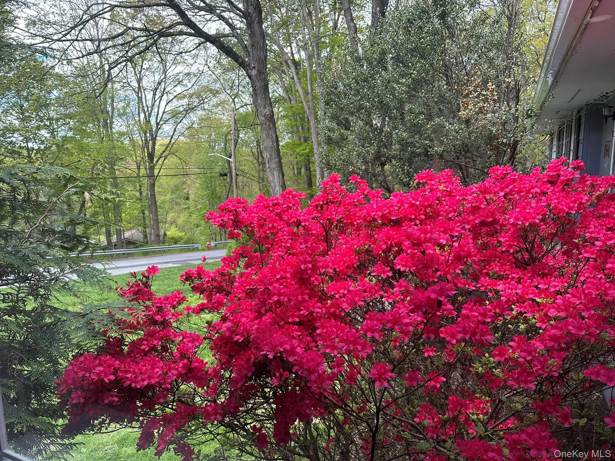 Vivid azalea bushes in front and a row behind the house add color in late spring. Vivid azalea bushes in front and a row behind the house add color in late spring.
