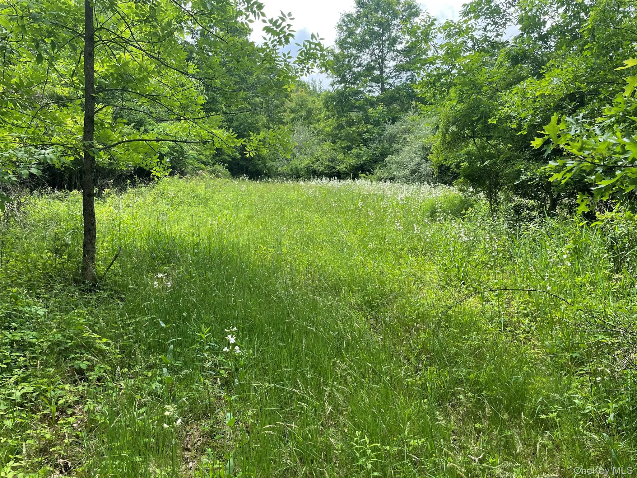 clearing for home site clearing for home site