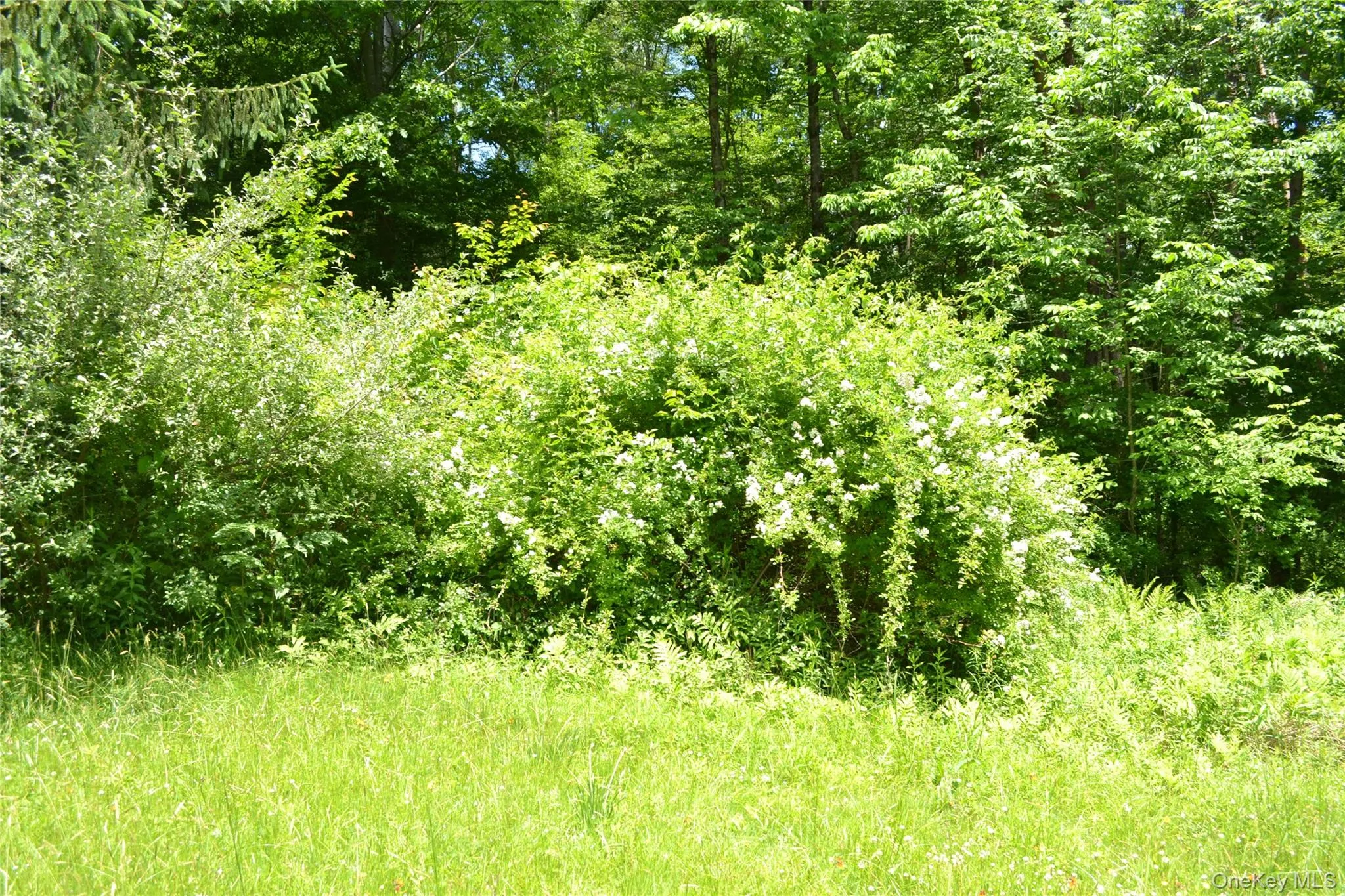 Side yard Side yard