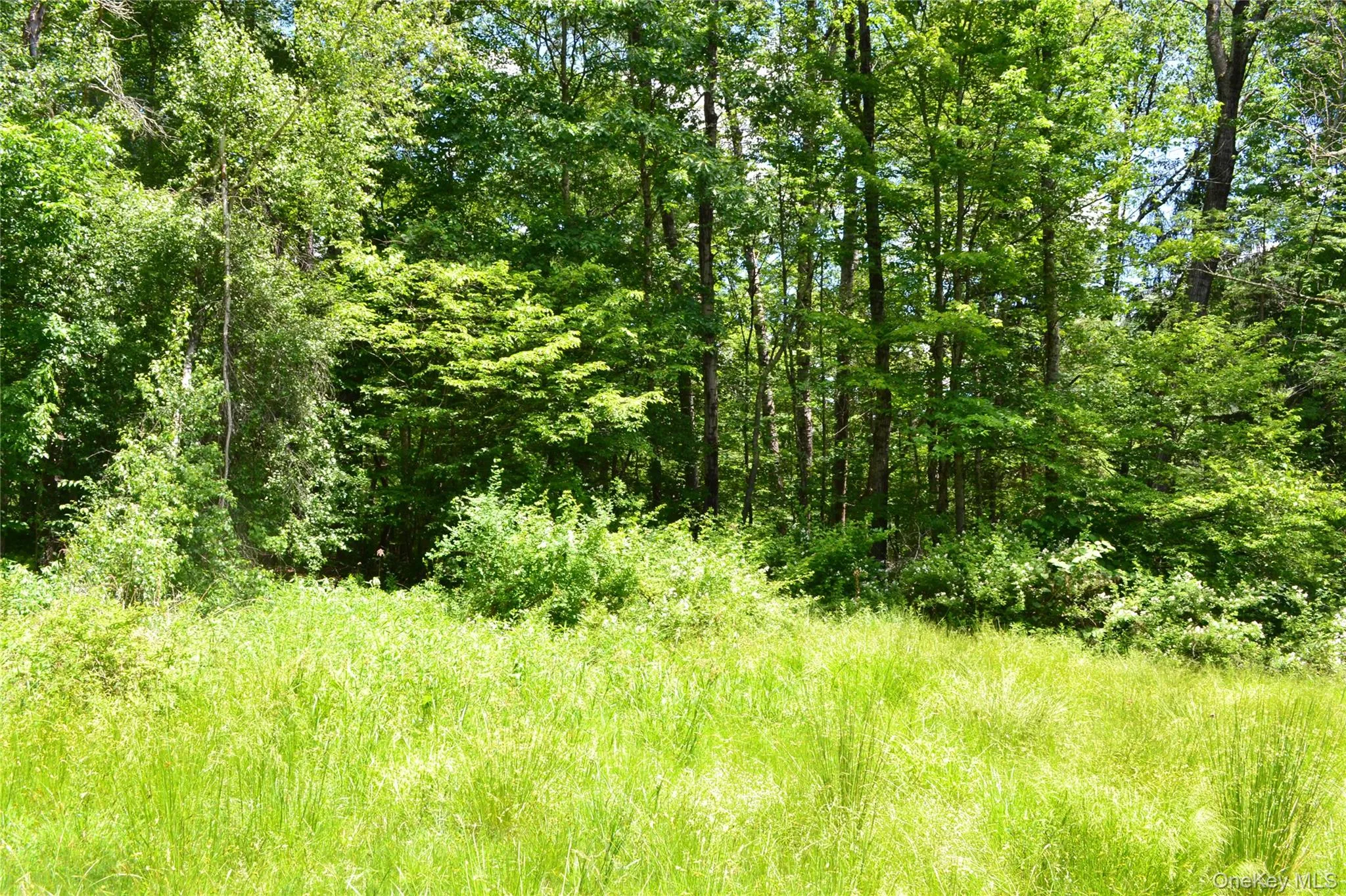 Level treed private yard Level treed private yard
