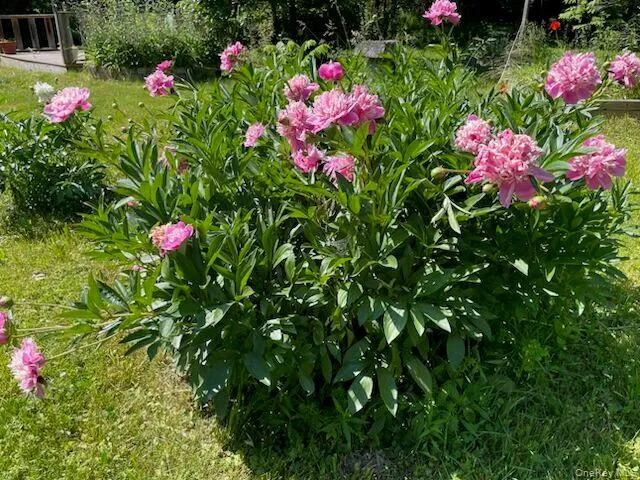 Flowers abound but work needs to be done Flowers abound but work needs to be done