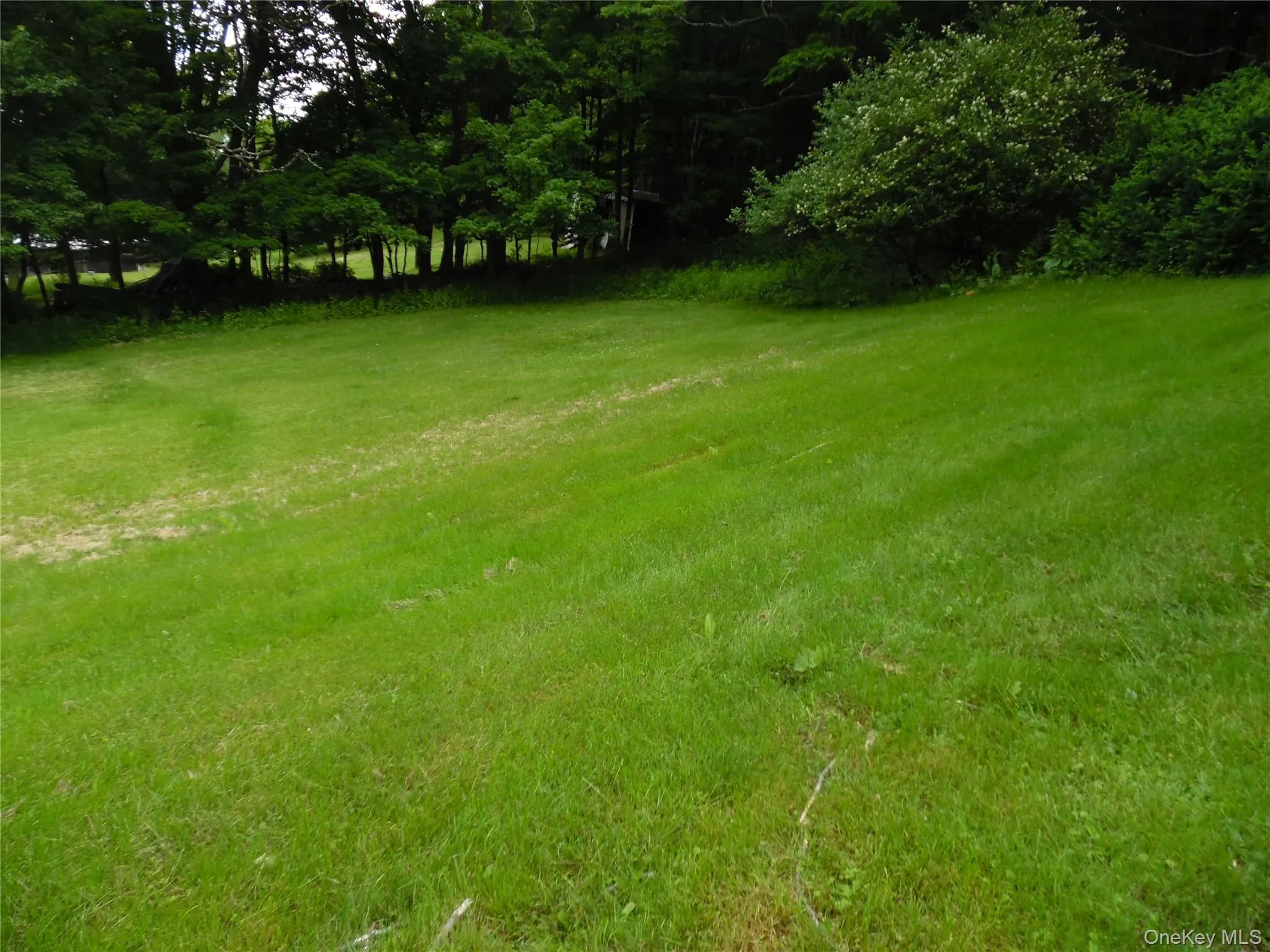 Expansive green lawn with mature trees bordering the property Expansive green lawn with mature trees bordering the property