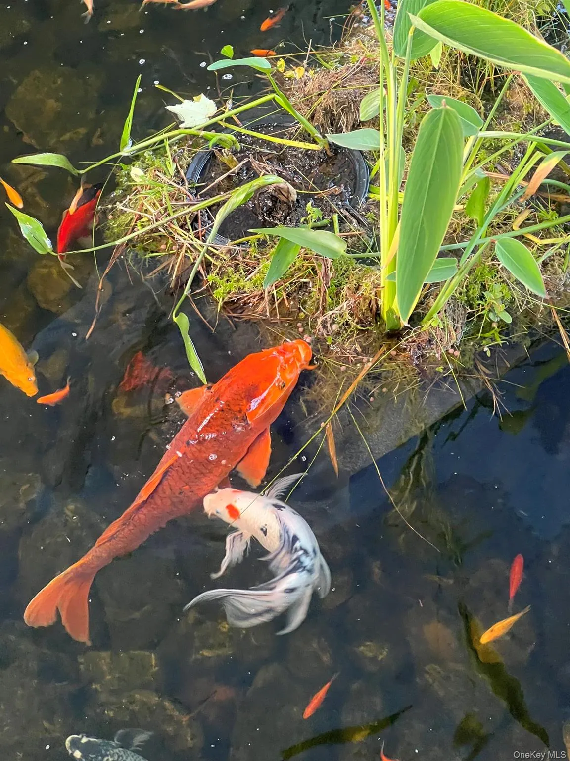 few of many koi few of many koi
